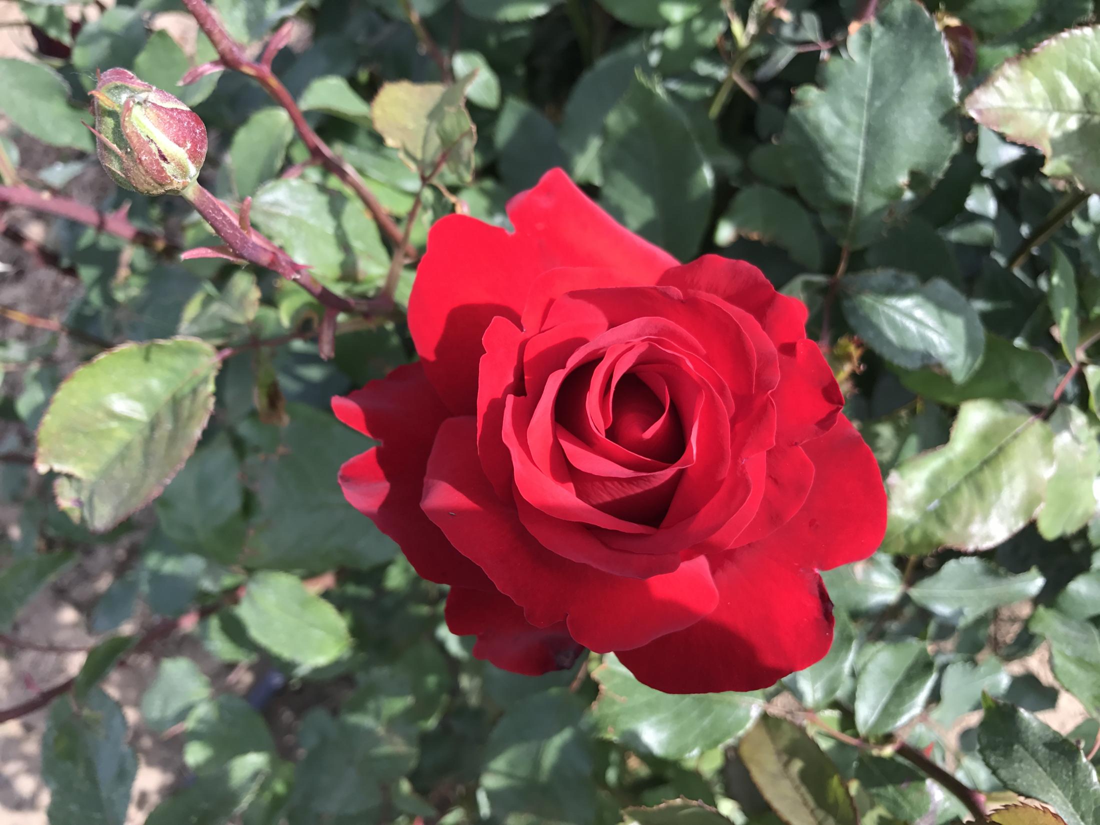 Red Rose