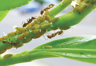 Ants