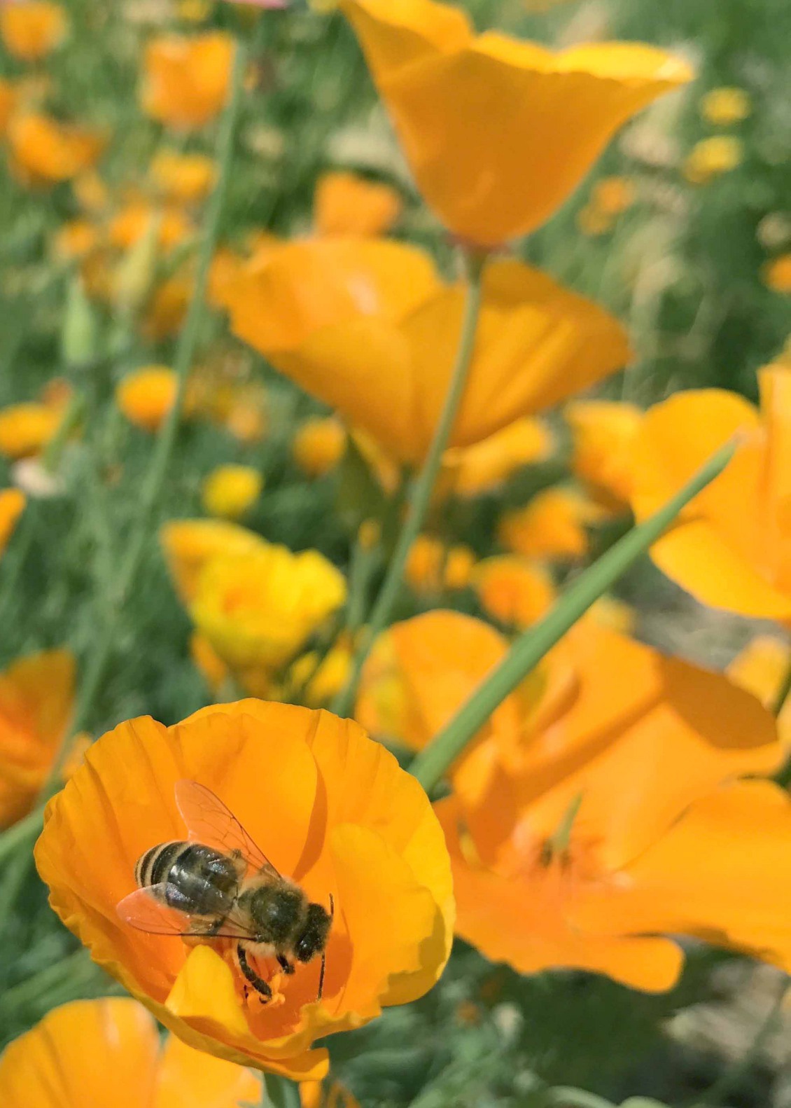 Bee on Poppy