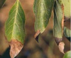drought leaves