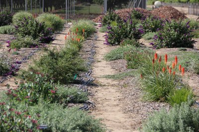 Irrigation Field Trials Plant Rows