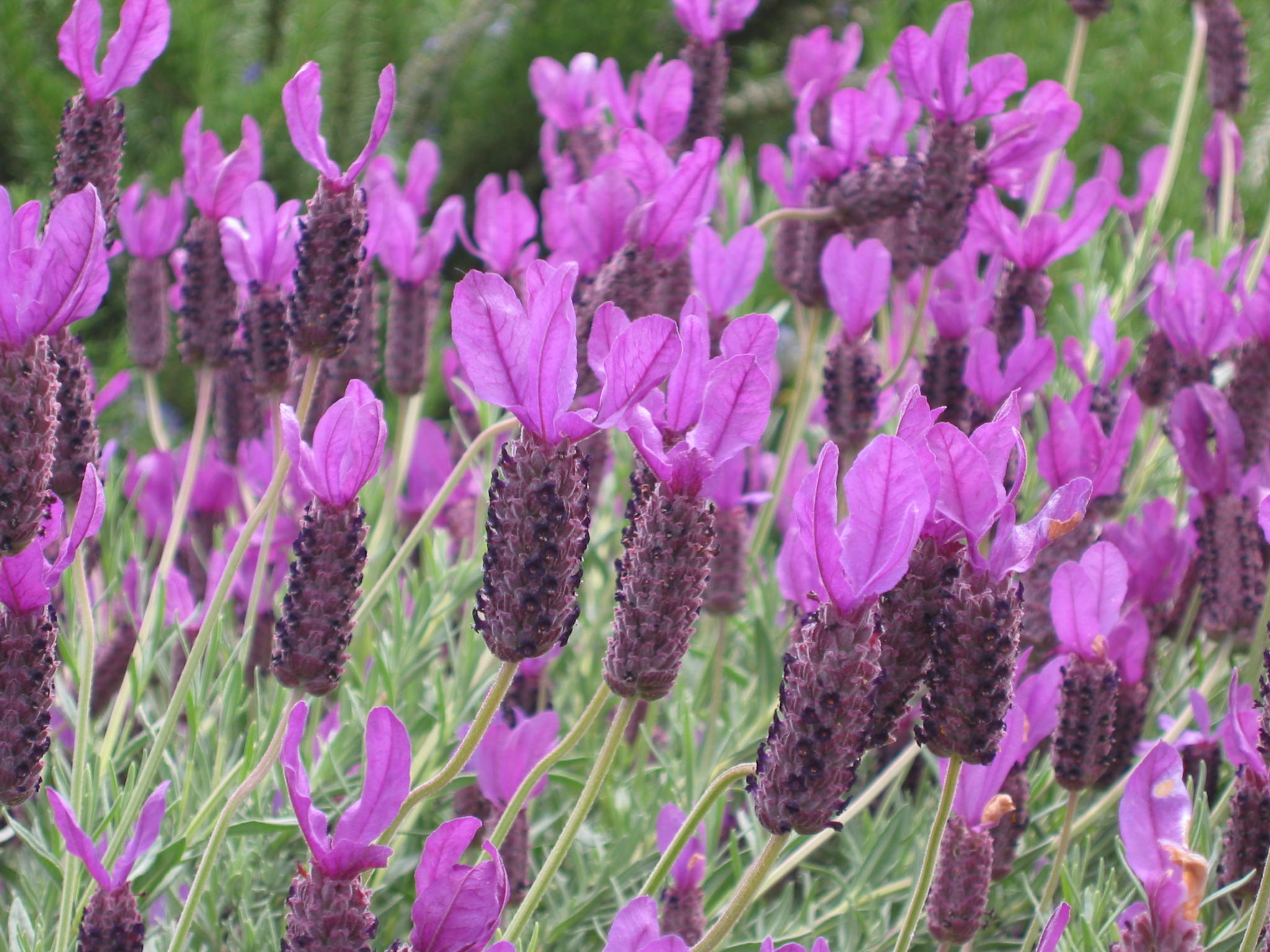 "Vetch"