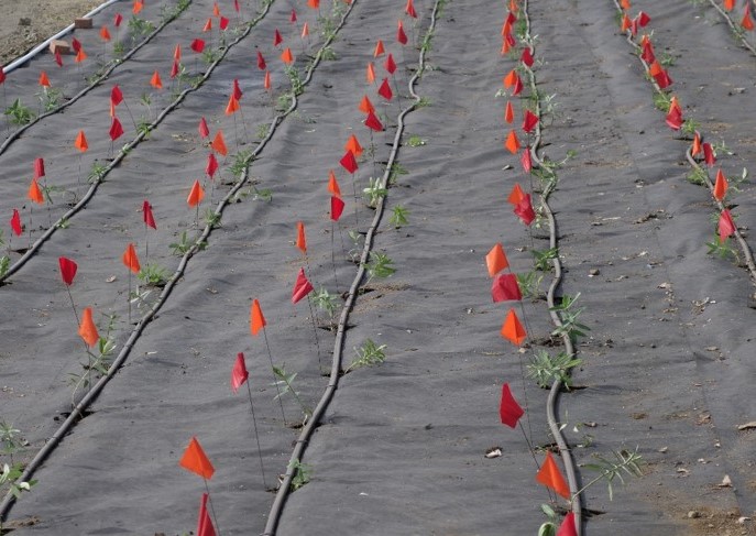 young milkweed plants