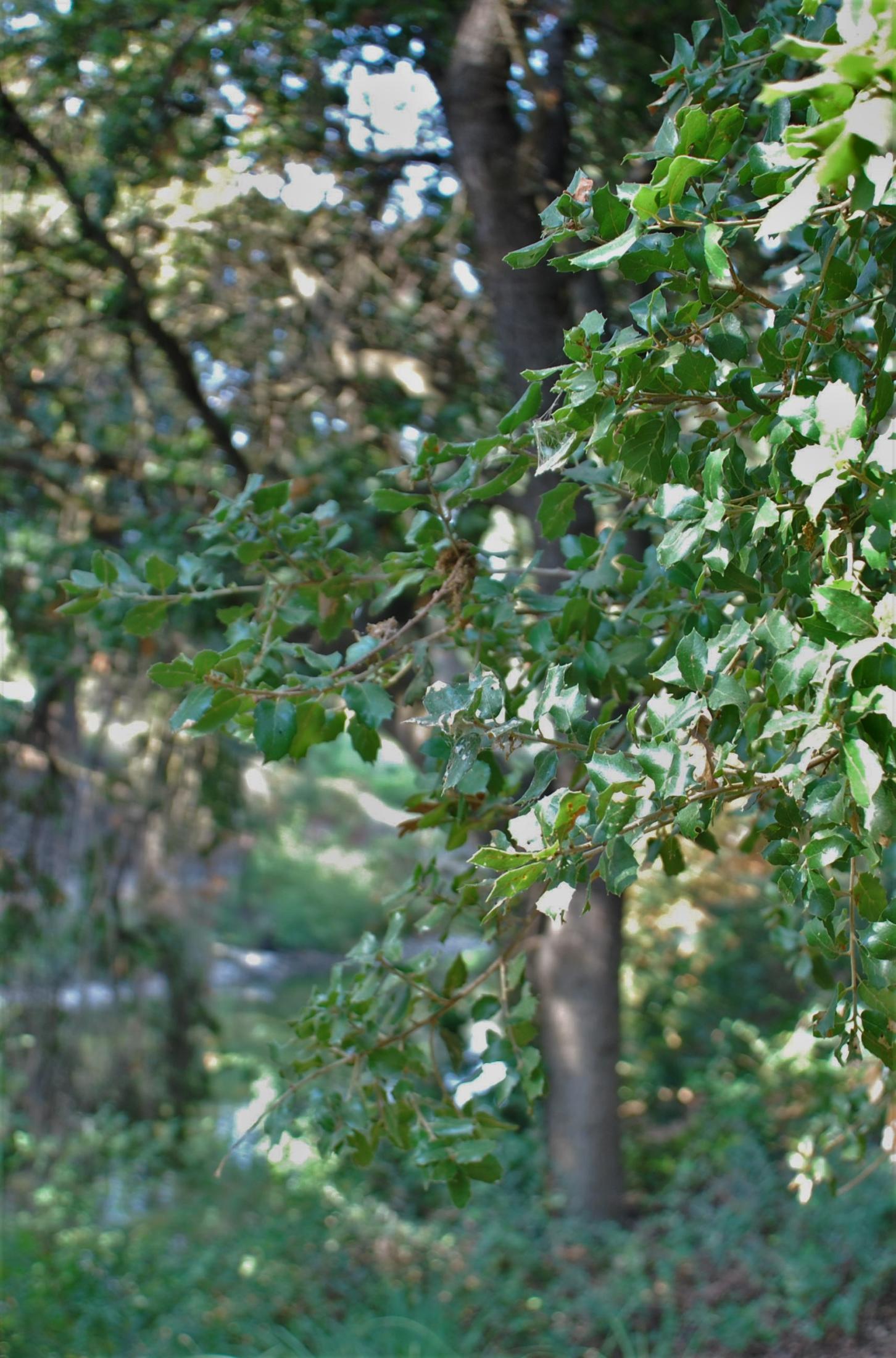 coast live oak
