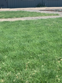UC Verde Buffalograss Plugs @ 10 weeks growth