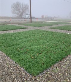 cool season turf winter
