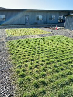 UC Verde Buffalograss Plugs @ six weeks growth