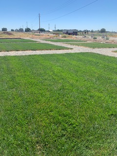 cool season turf summer time