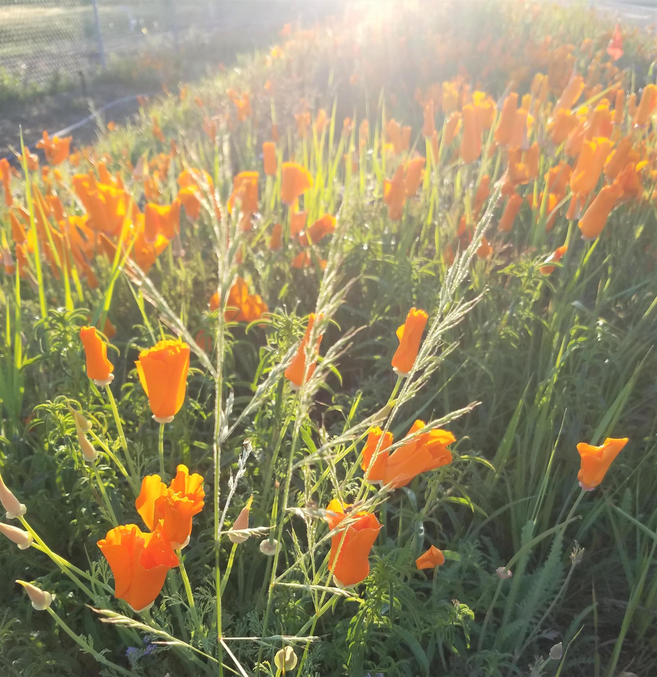 Rays of morning sun filter across a bunch of opening orange poppies