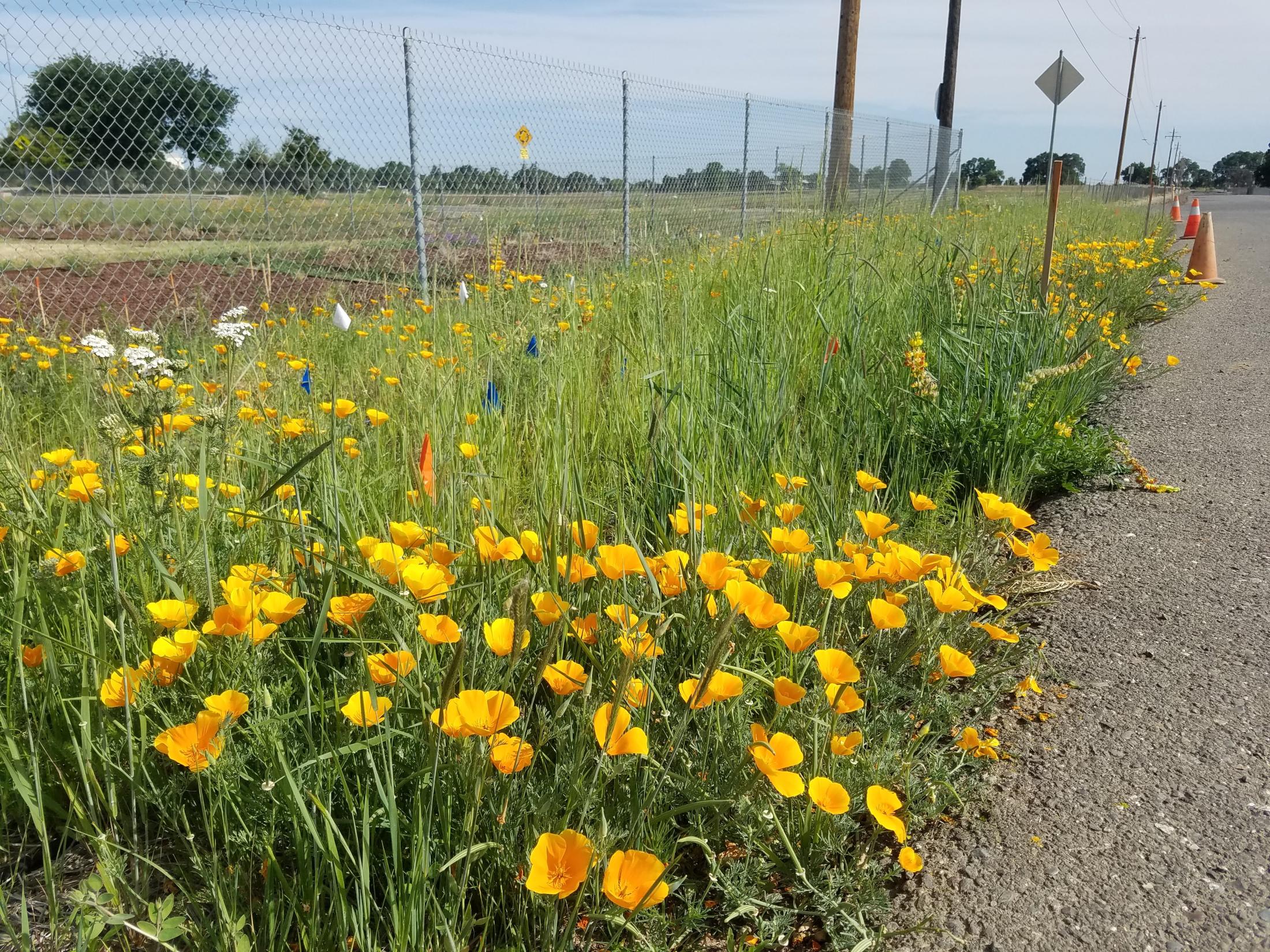 Orange poppies bloom amongst native grasses in Hedgerow I