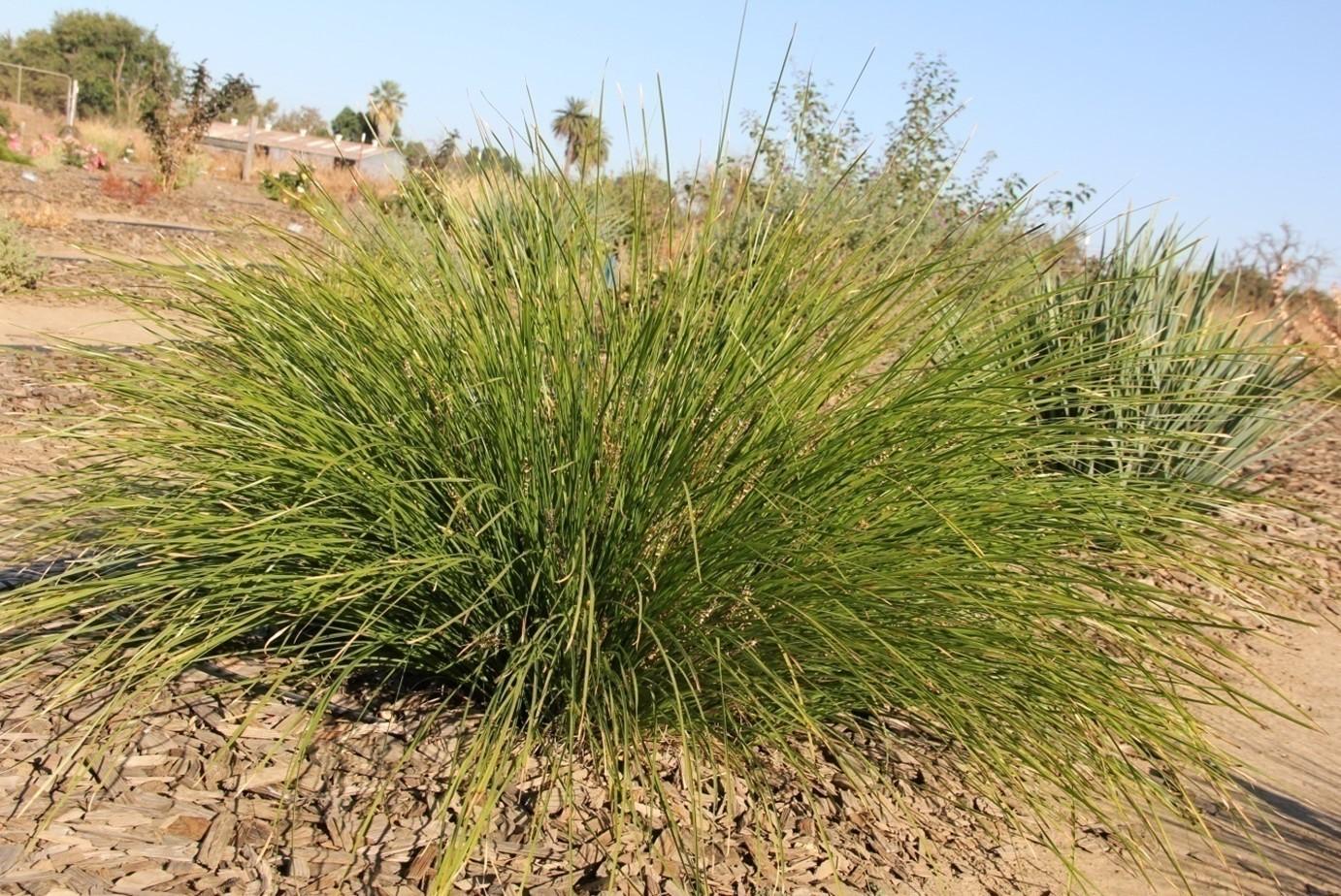 Lomandra longifolia ‘Breeze'