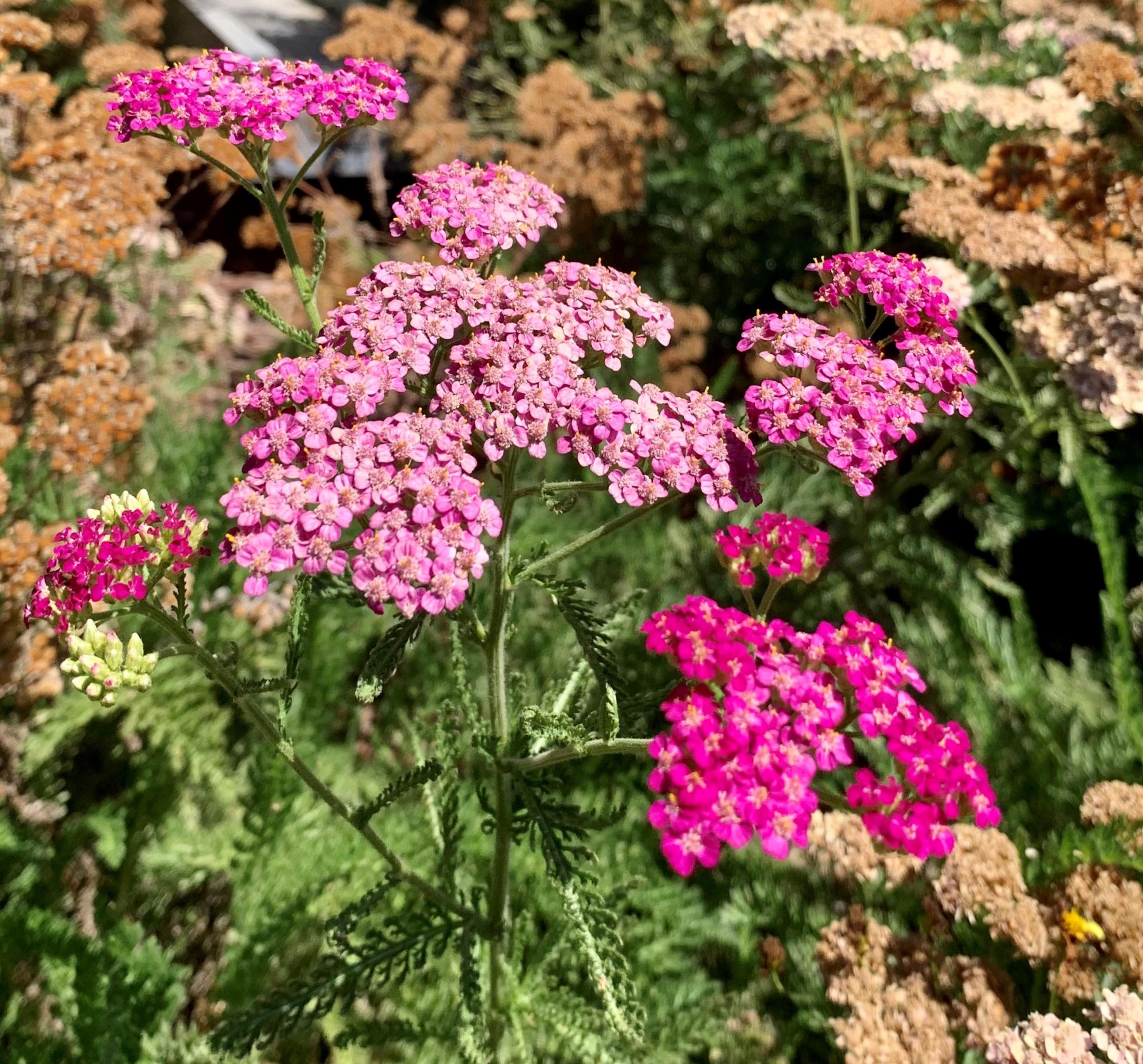 Achillea millefolium 'Song Siren Layla’