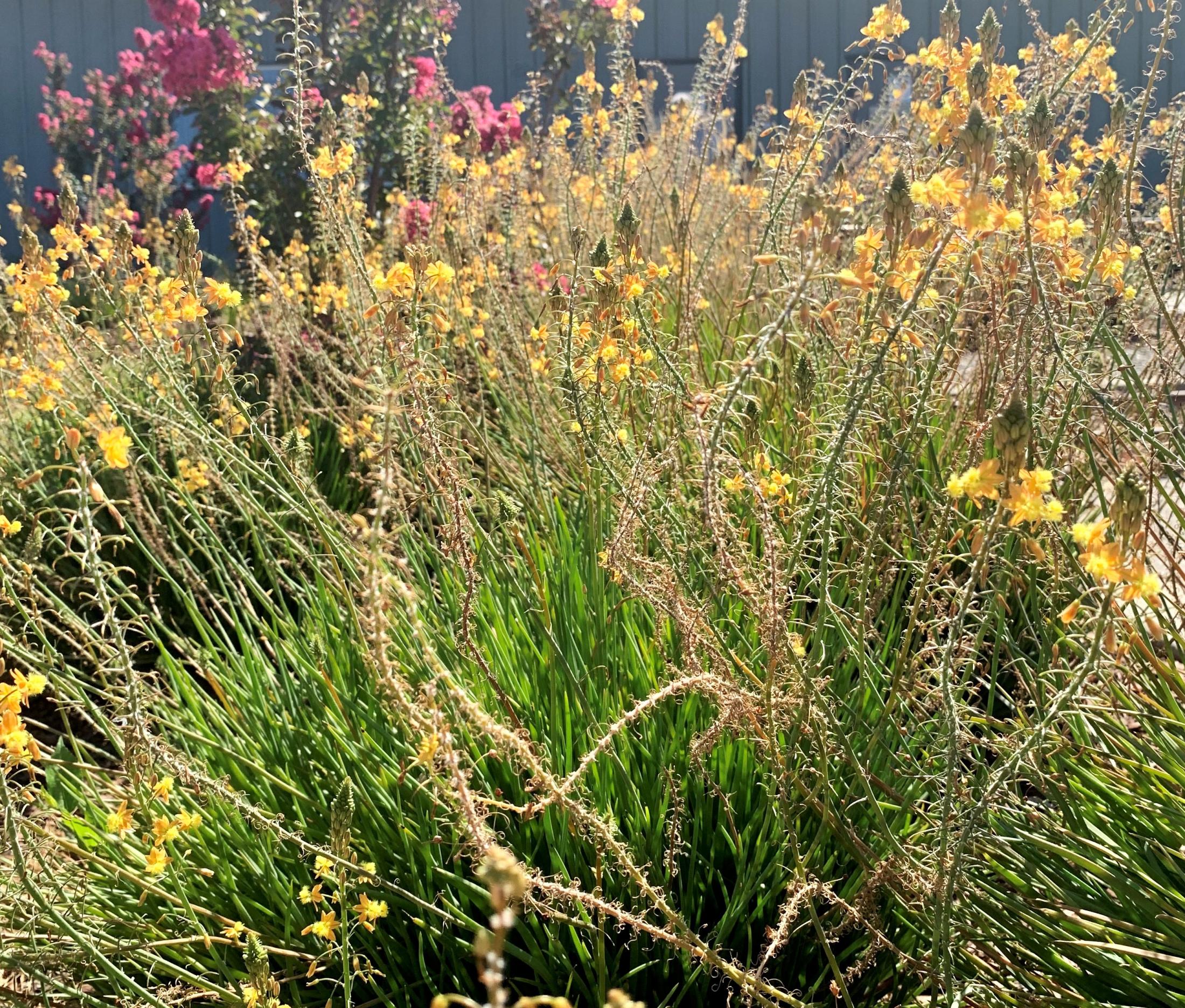 Bulbine frutescens 'Hallmark'