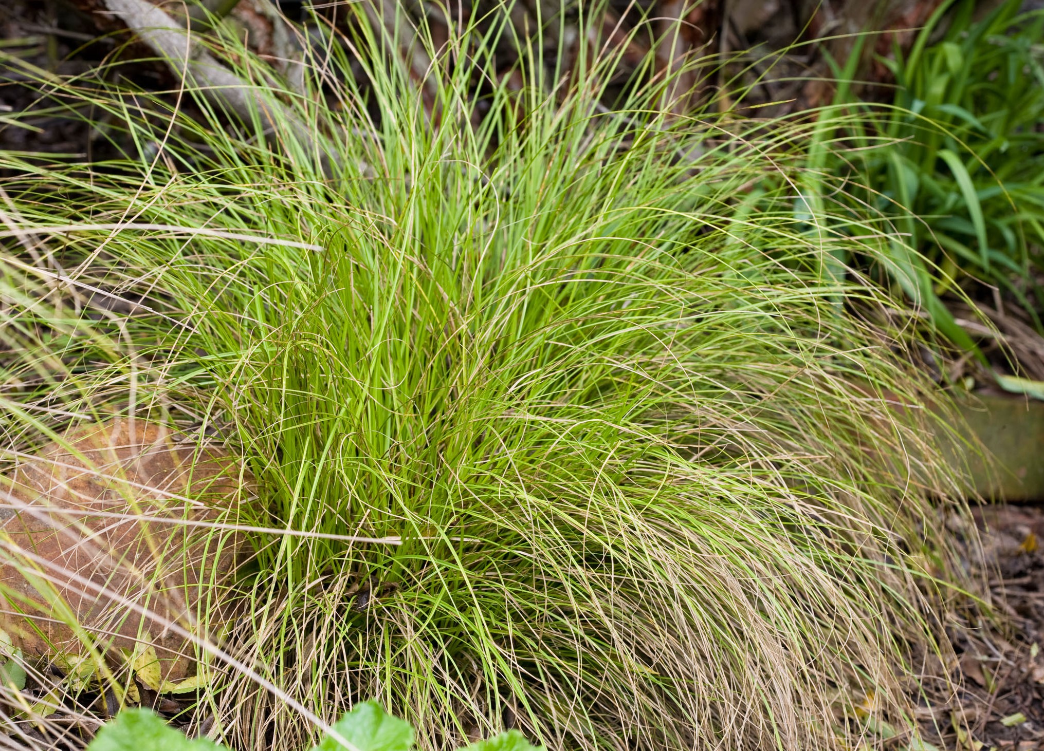 Berkeley Sedge Grass