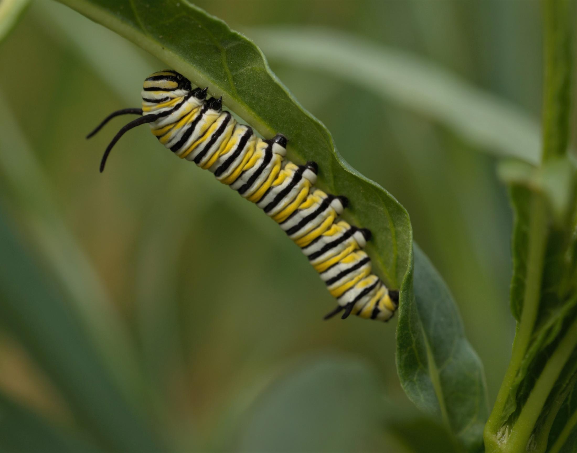 A large Monarch larva on the underside of a narrowleaf milkweed leaf