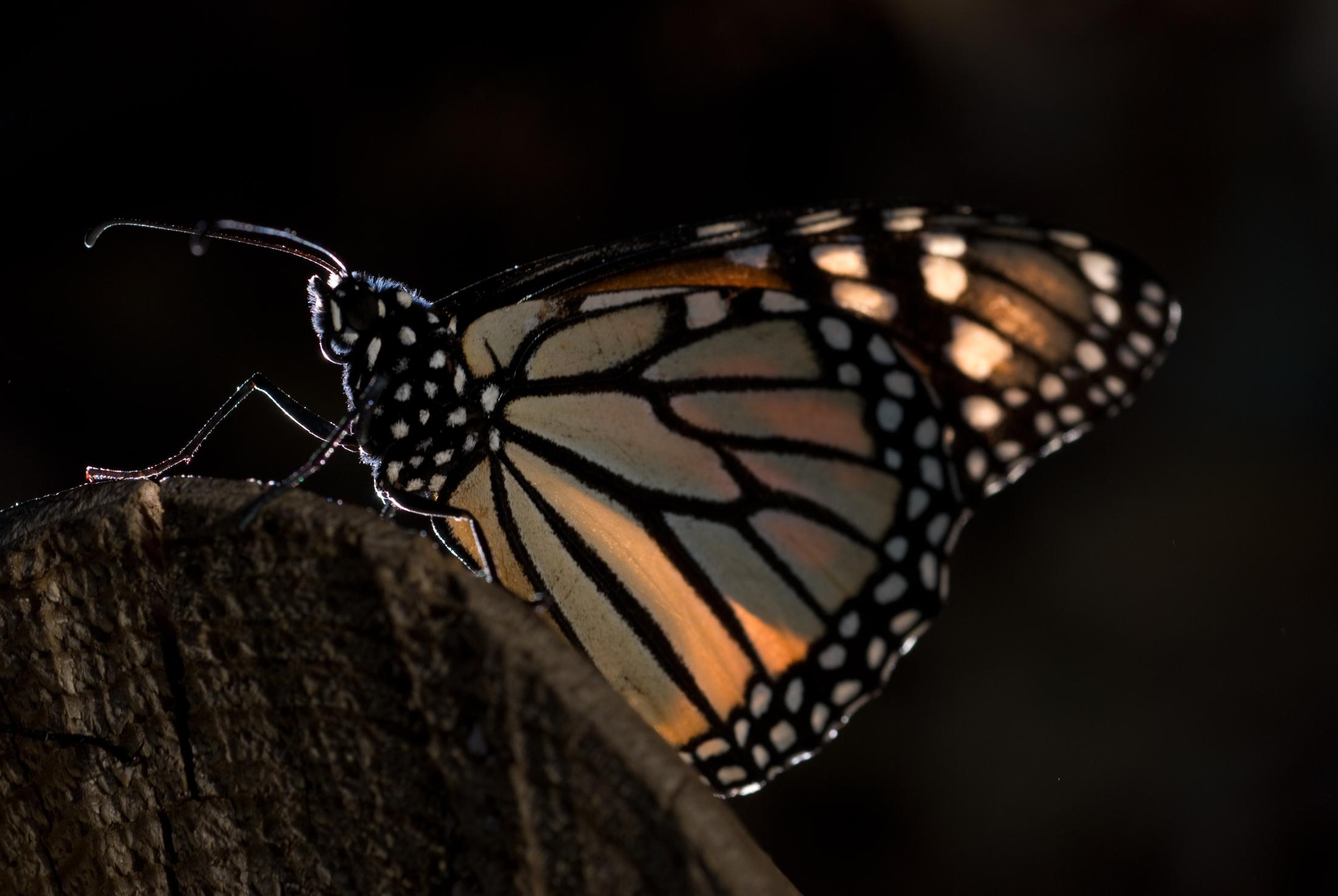 An adult Monarch butterfly sits perched on a wooden post against a jet black background