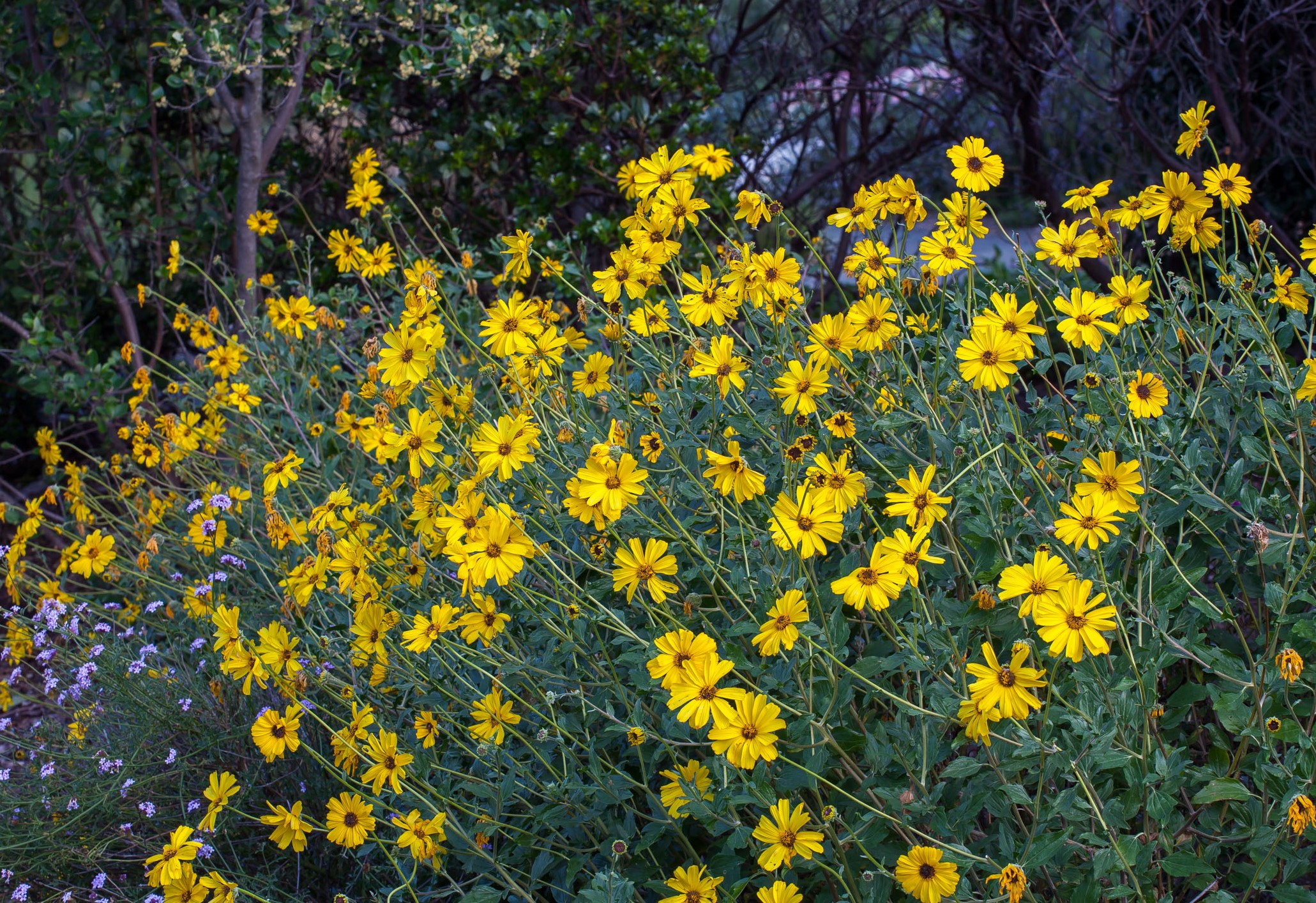 Bush Sunflower