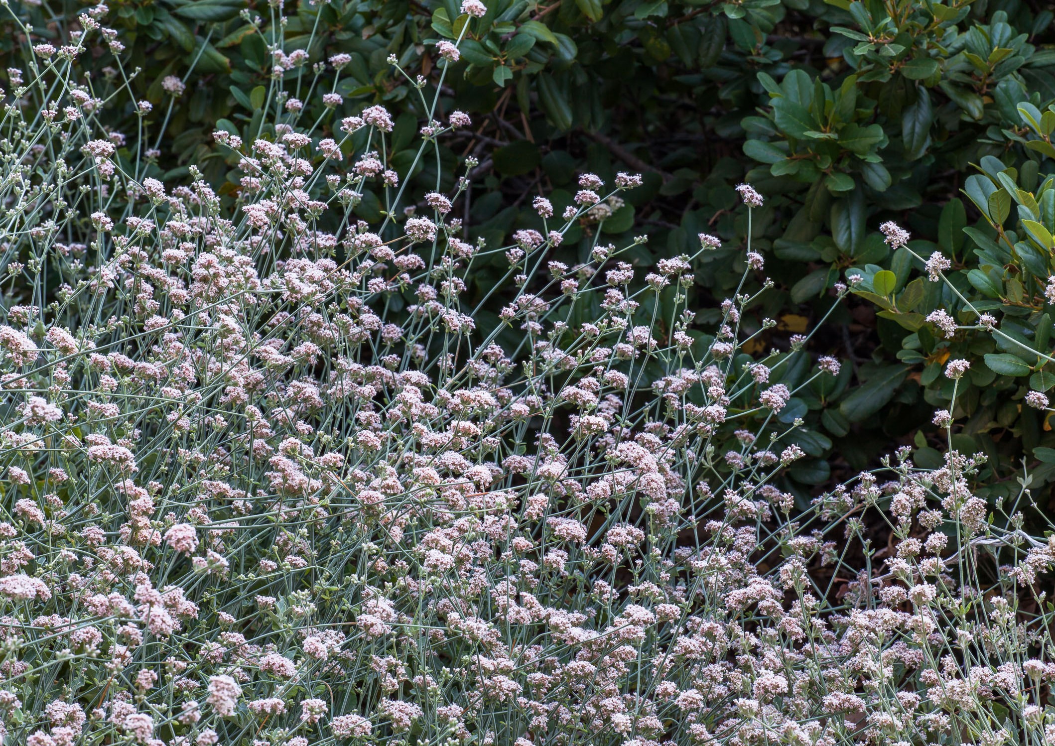 AshyLeaf Buckwheat