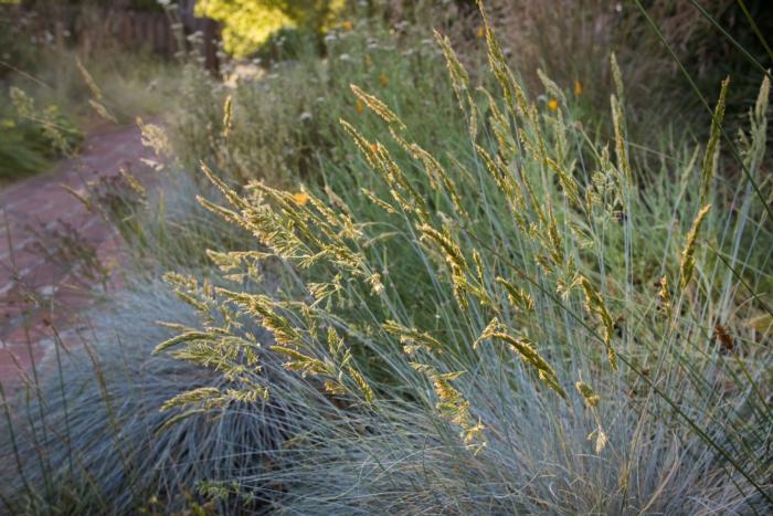 Idaho Fescue