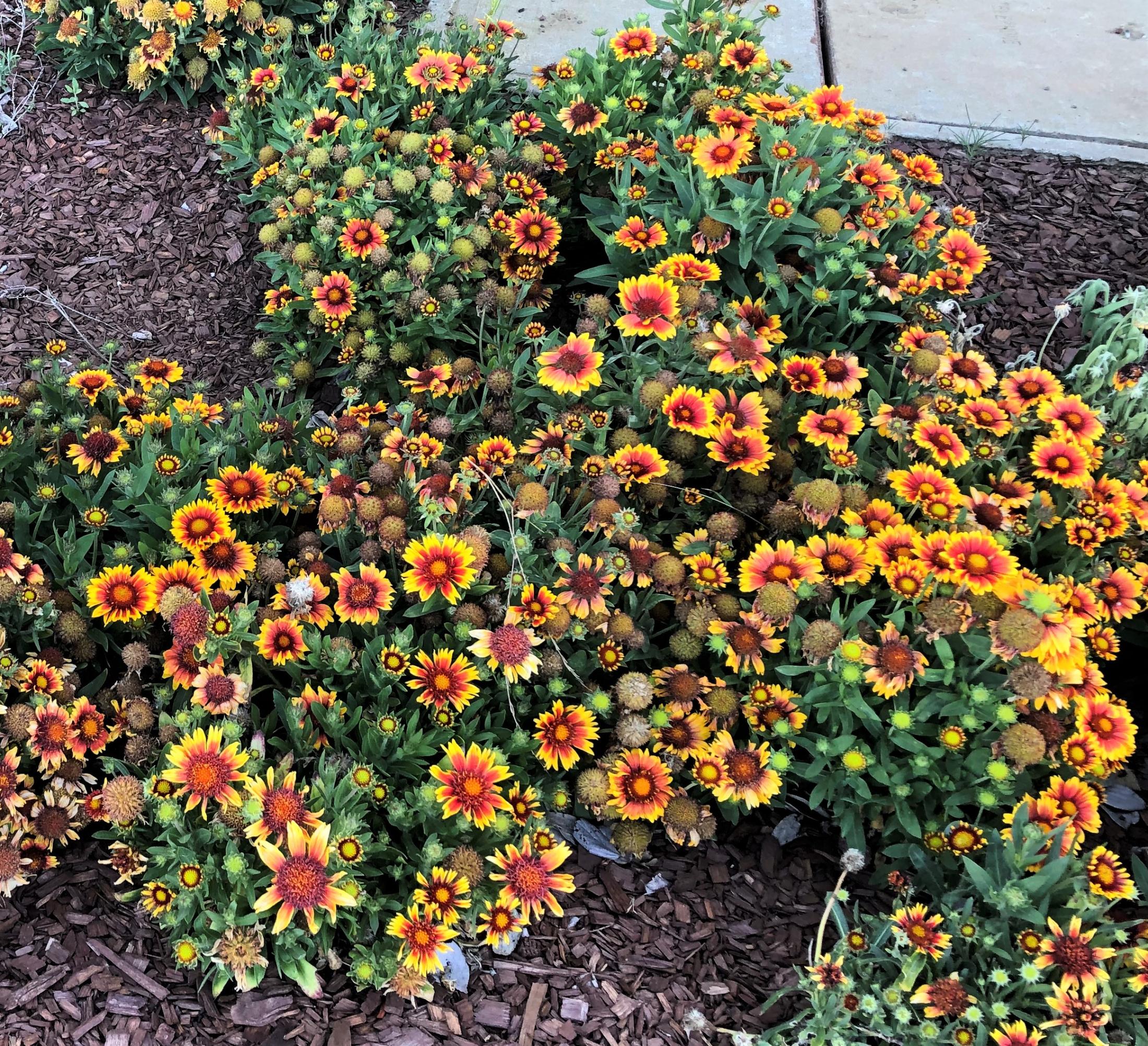 Gaillardia aristata 'Arizona Sun'