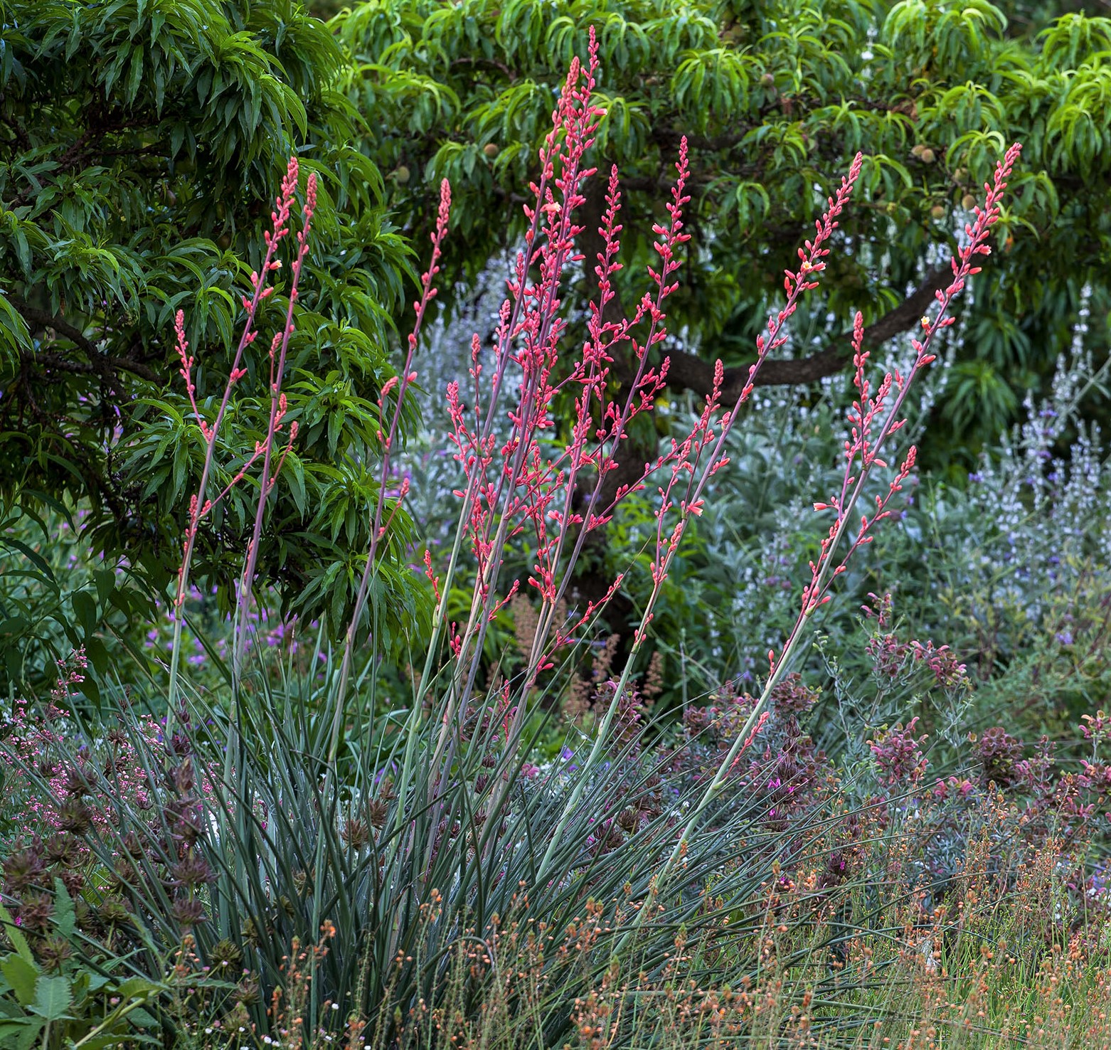 Hesperaloe parviflora 'Brake lights'