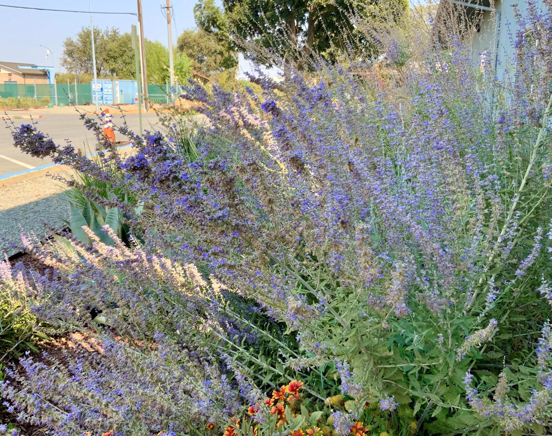 Perovskia atriplicifolia 'Lacey Blue'