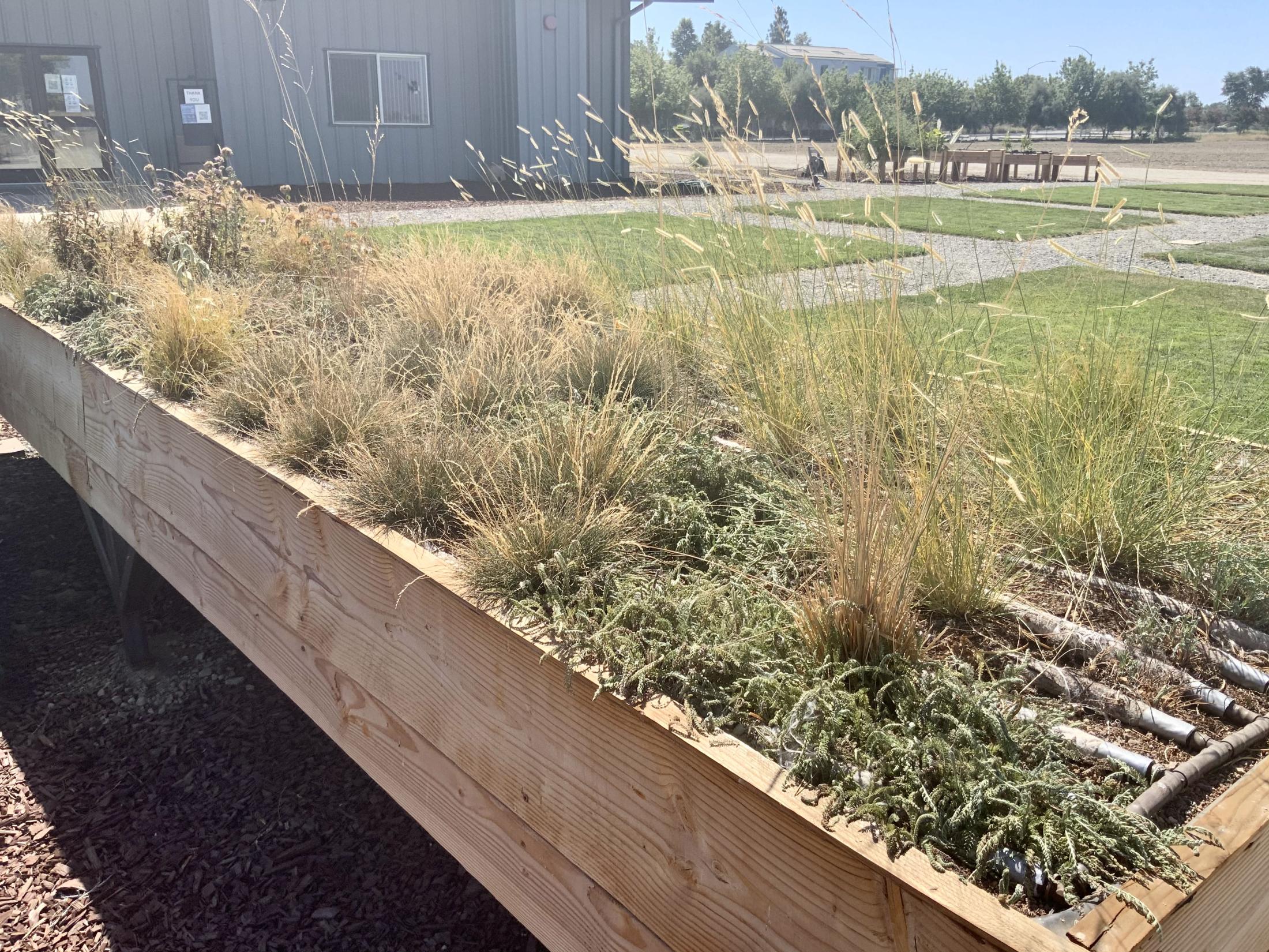 Green Roof July 2021 a
