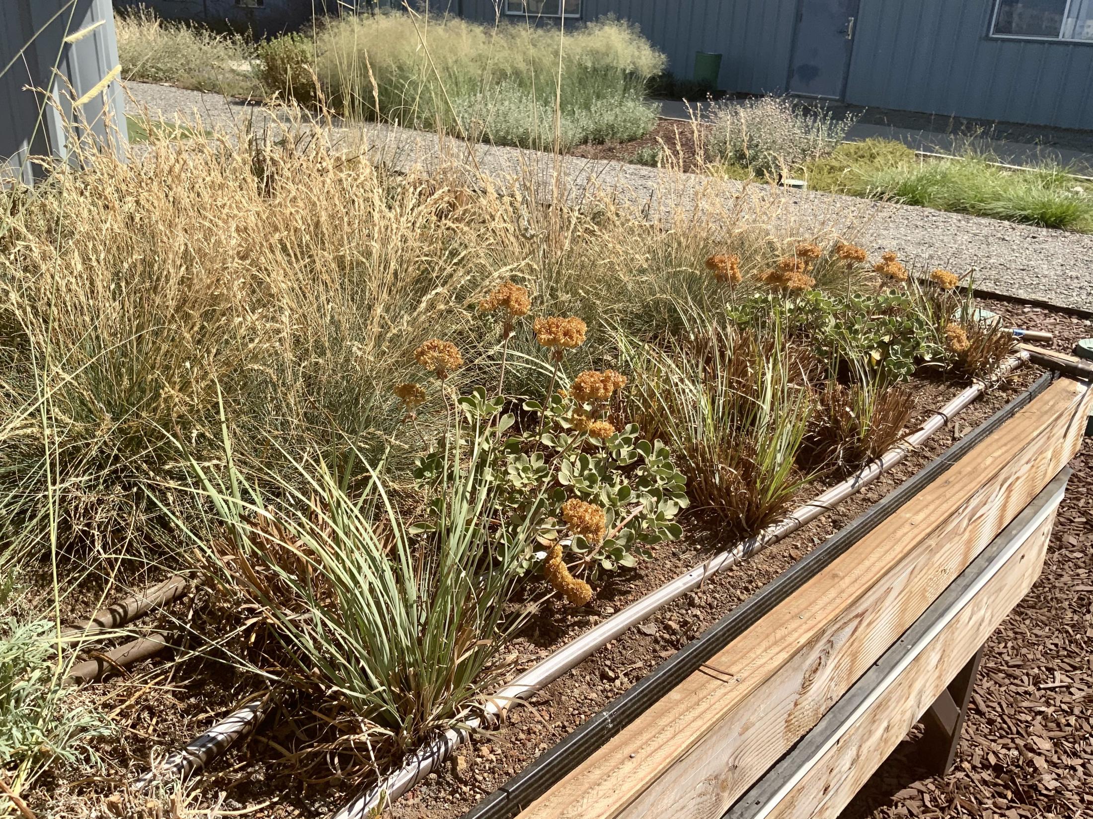 Green Roof July 2021