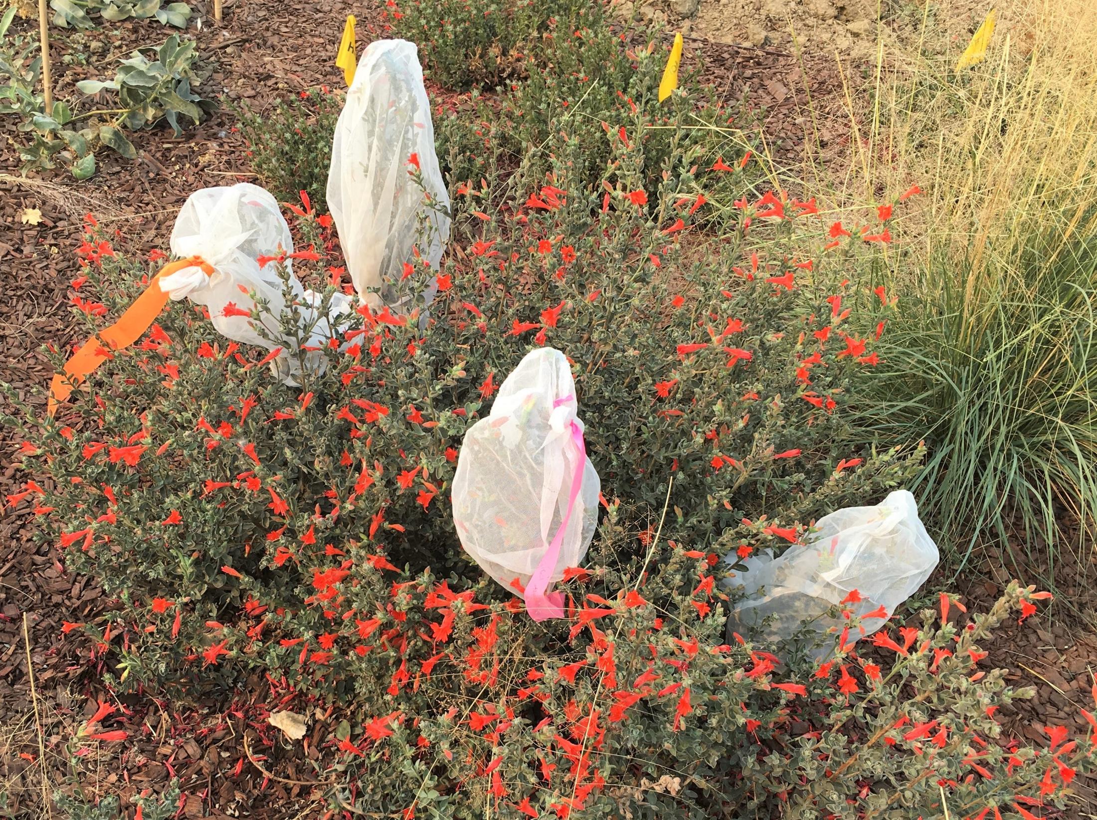 Data collection of fuchsia pollen