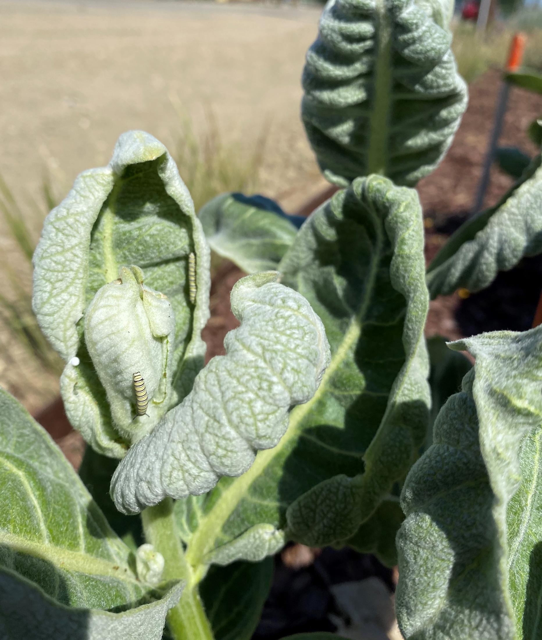 Monarch larvae fed on the leathery sliver green leaves of a showy milkweed plant