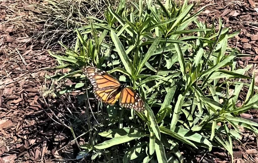 A monarch butterfly hovers above a narrowleaf milkweed plant