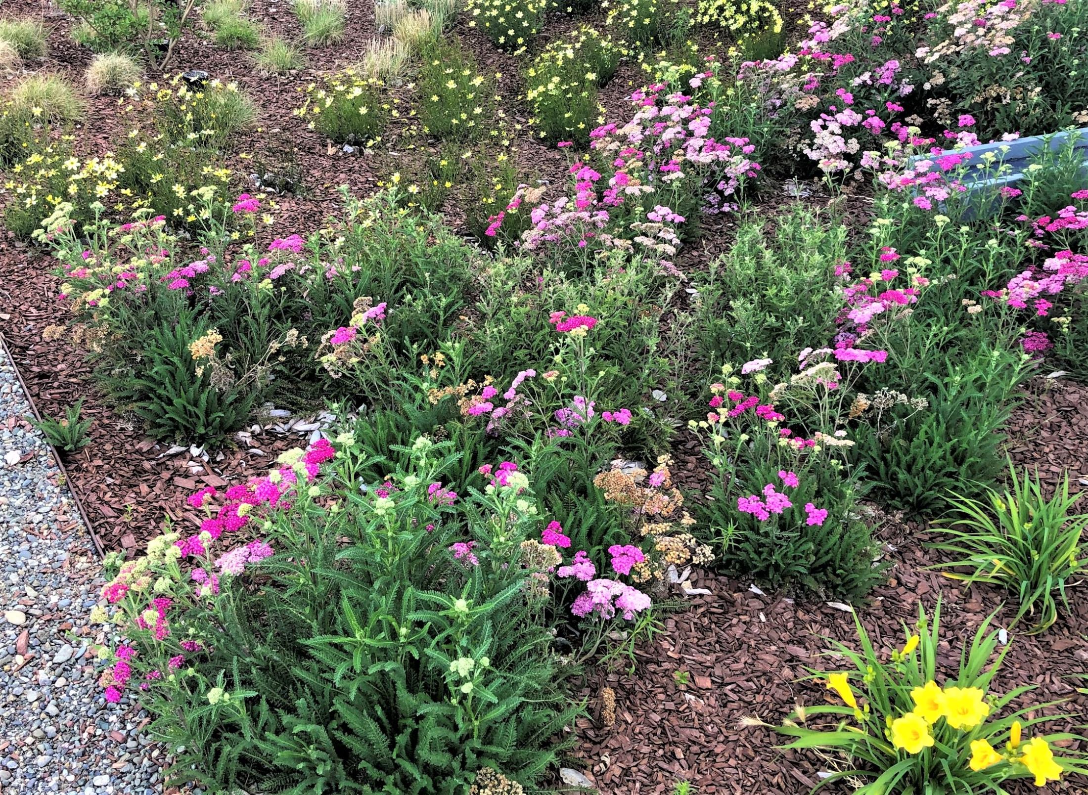 Blooms of pink and yellow appear on fresh green, 2 month old plants in SmartScape I