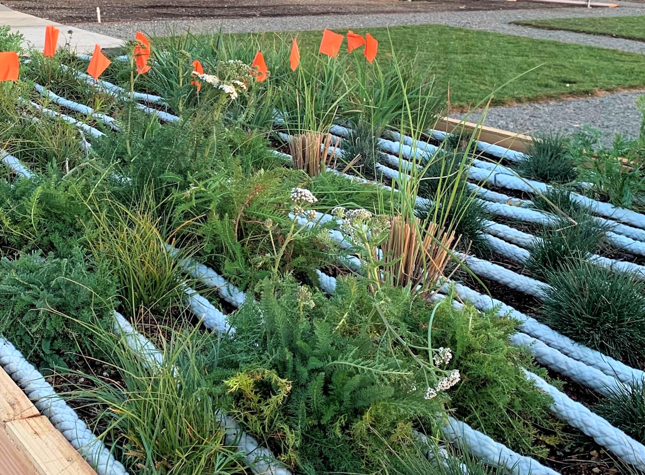 Novel Eco-Wrap irrigation from Hunter Industires nests in vertical lines amongst the Green Roof plants