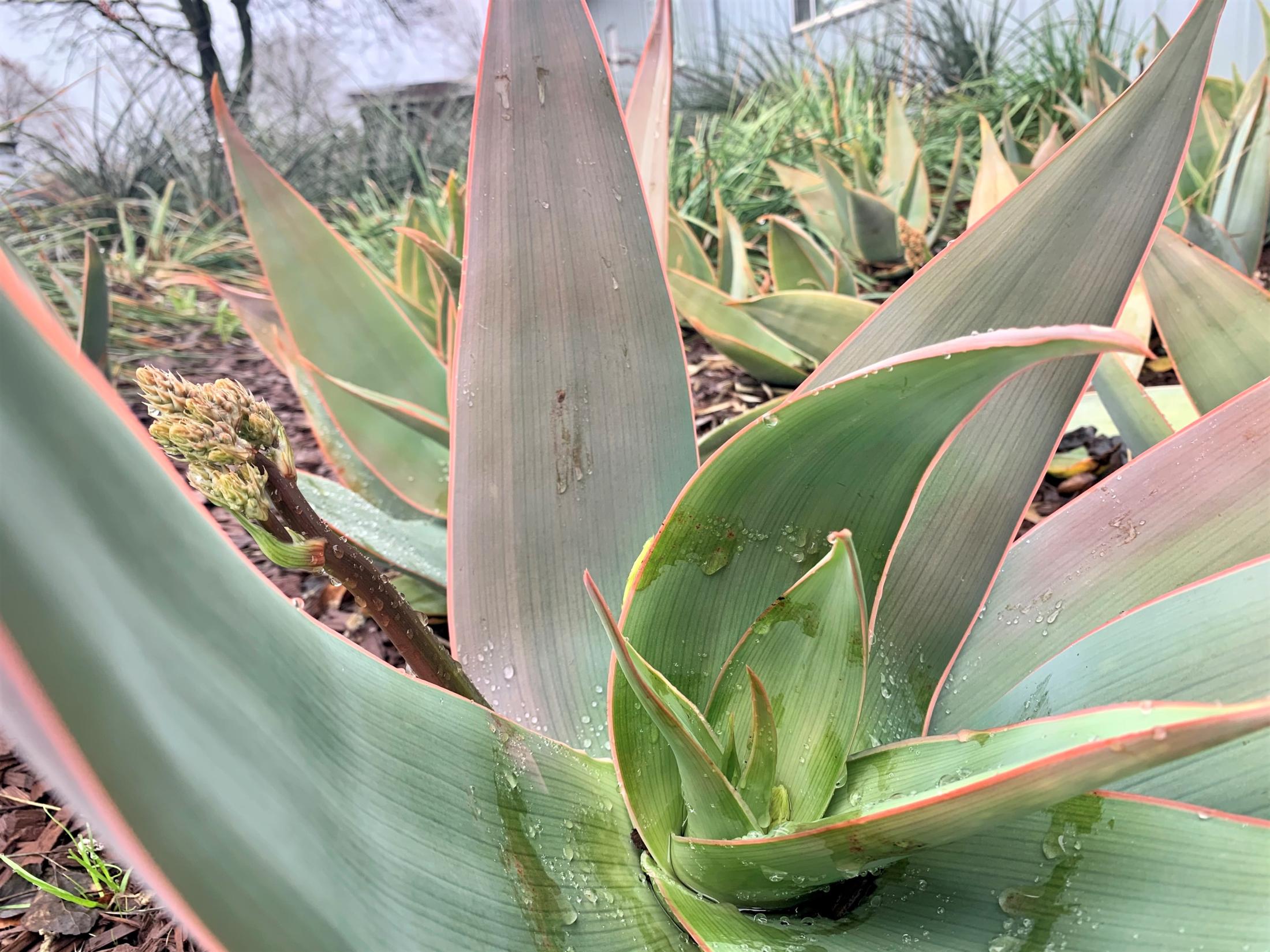 Coral Aloe in SmartScape I