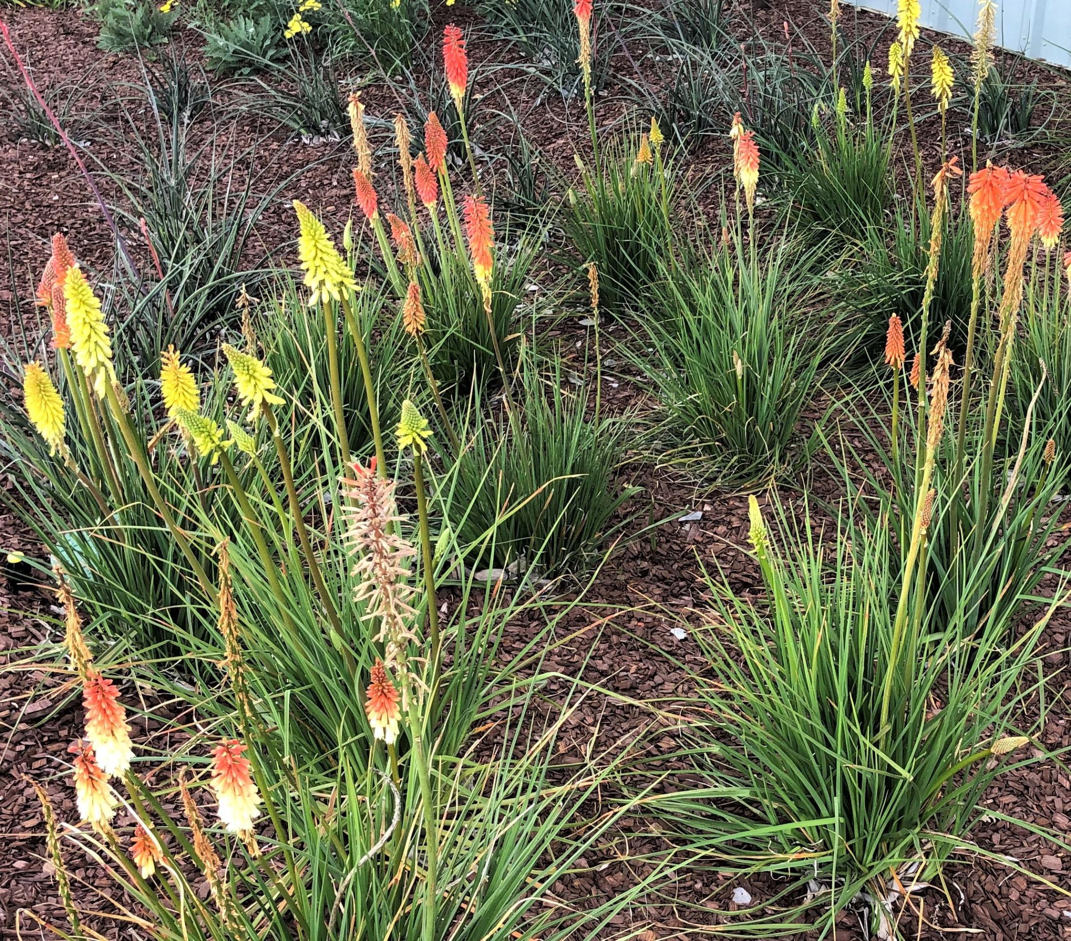 Kniphofia ‘Flamenco’