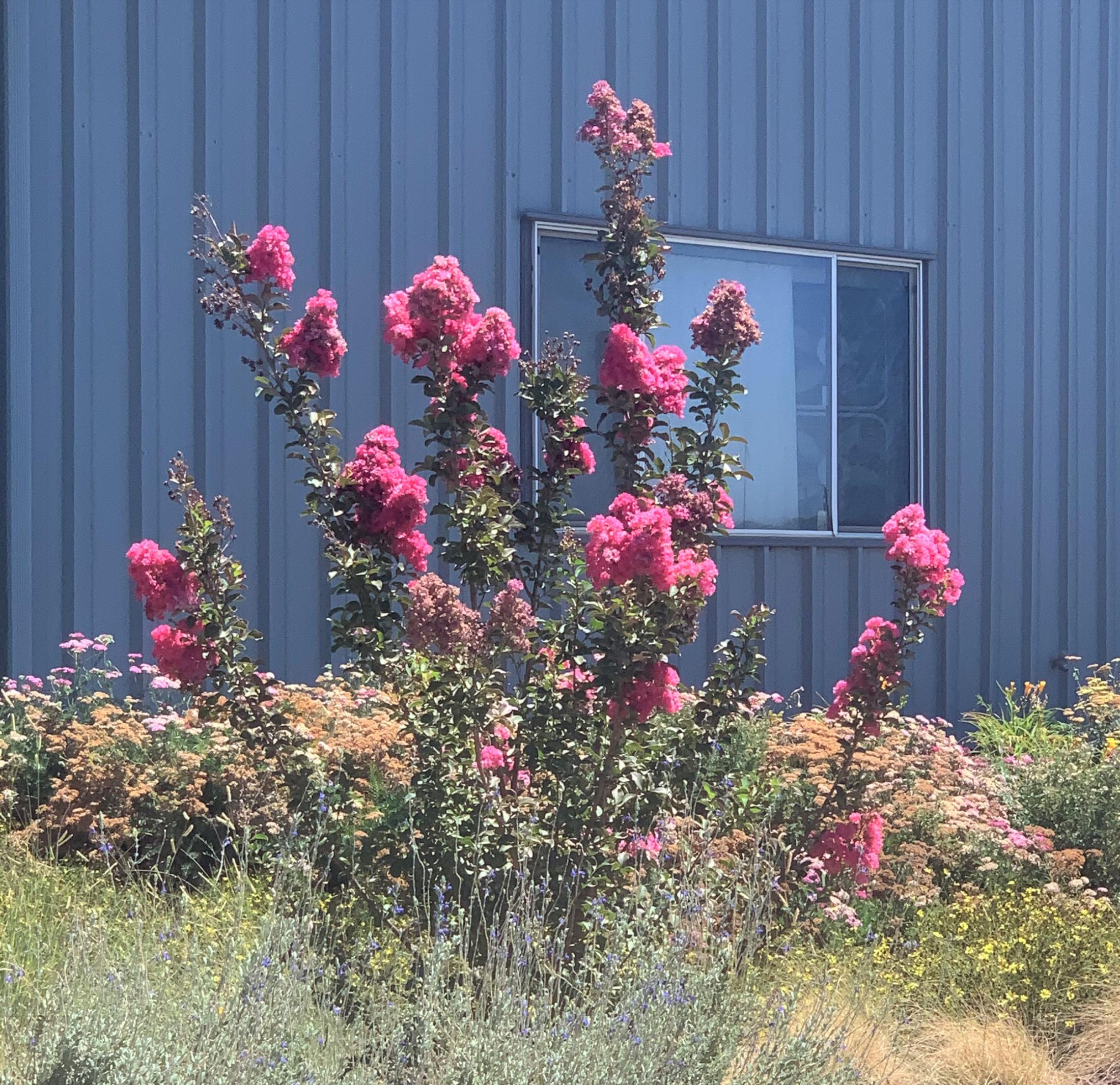 Lagerstroemia indica ‘Tuscarora’