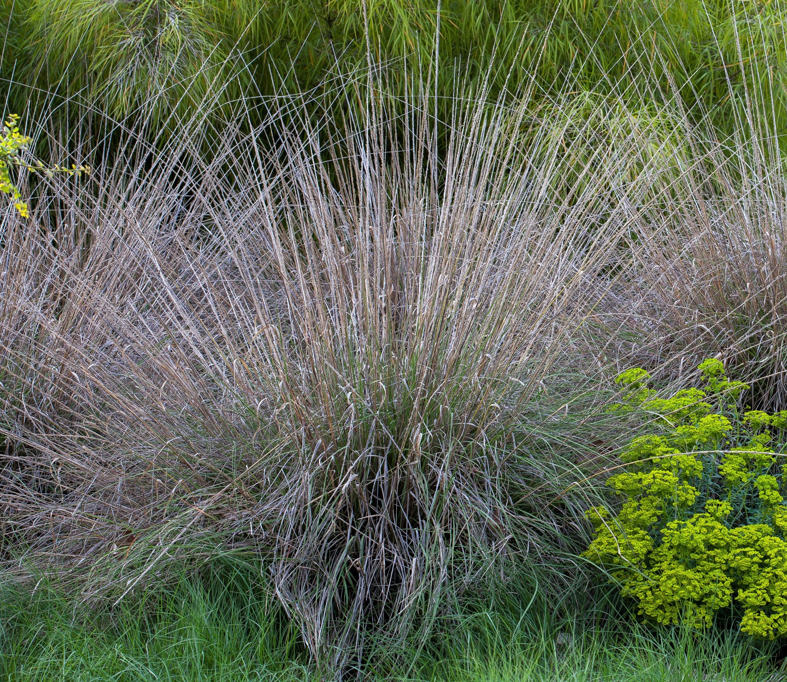 Muhlenbergia dubia