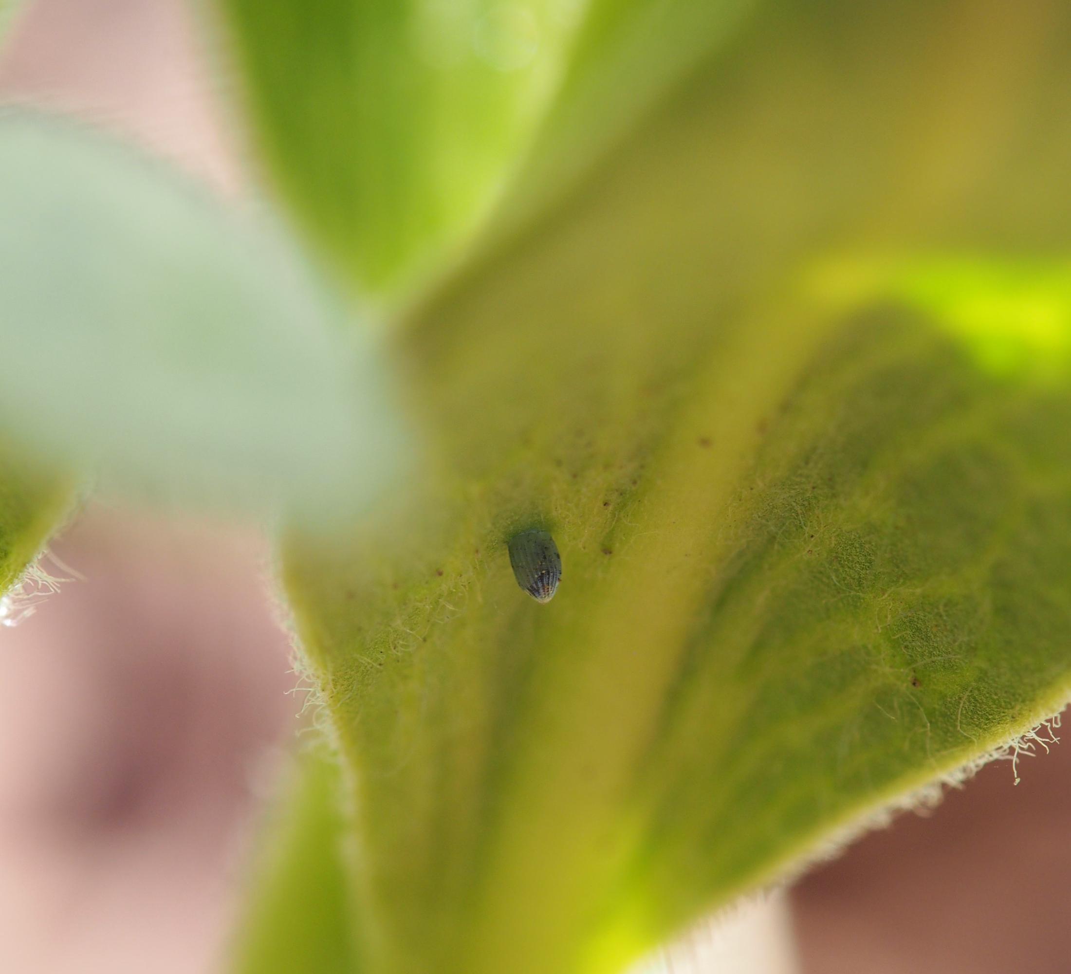 A close up shot of a monarch butterfly egg on the underside of a milkweed leaf