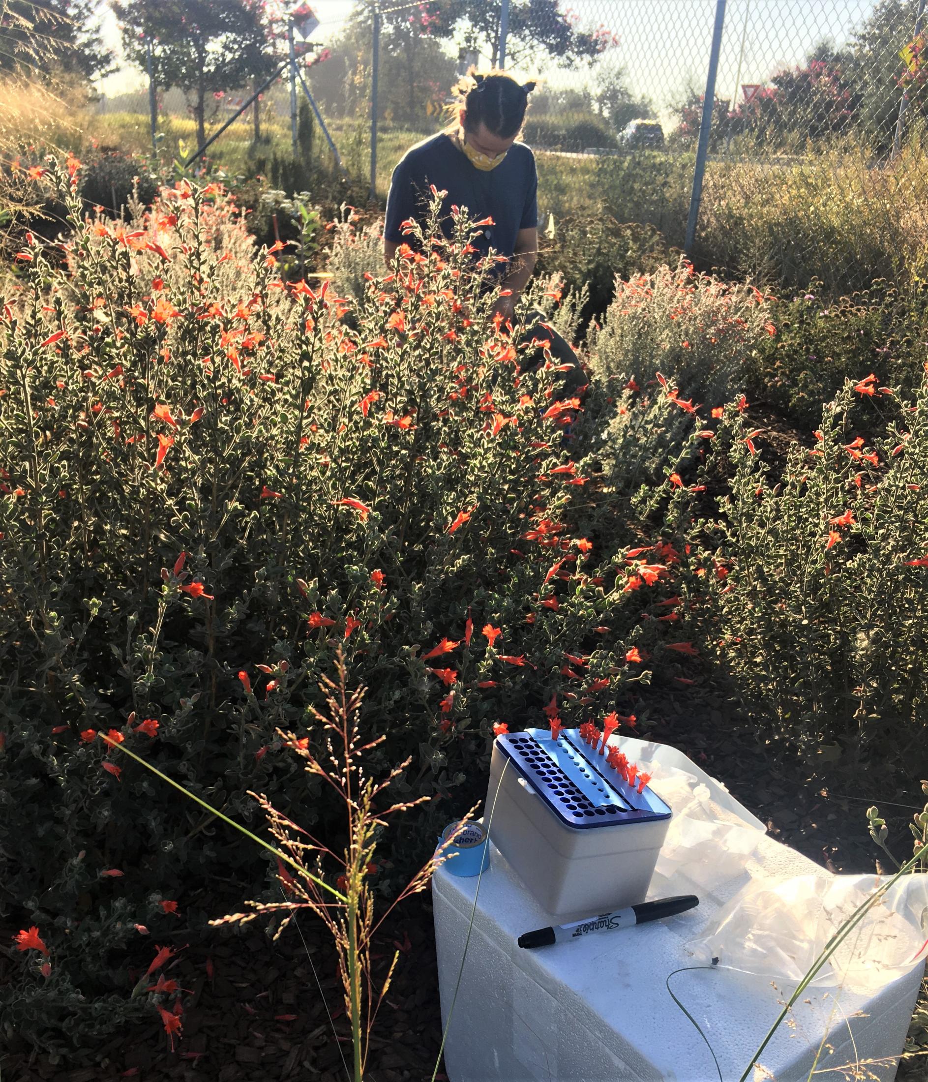 A student stands near large fuchsia bushes collecting data