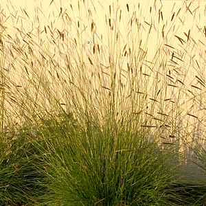 pennisetum spathiolatum