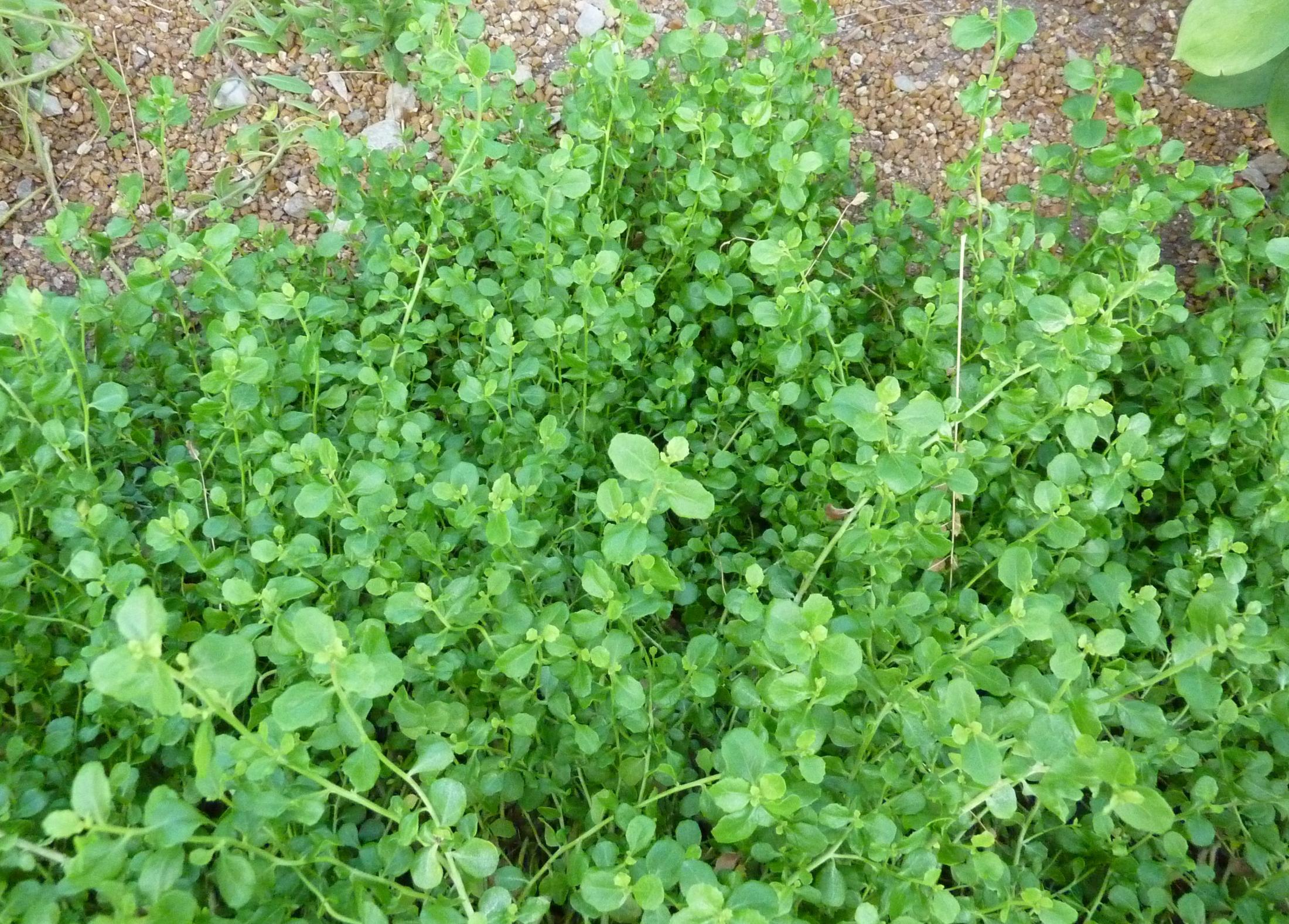 Pigeon Point Coyote Brush