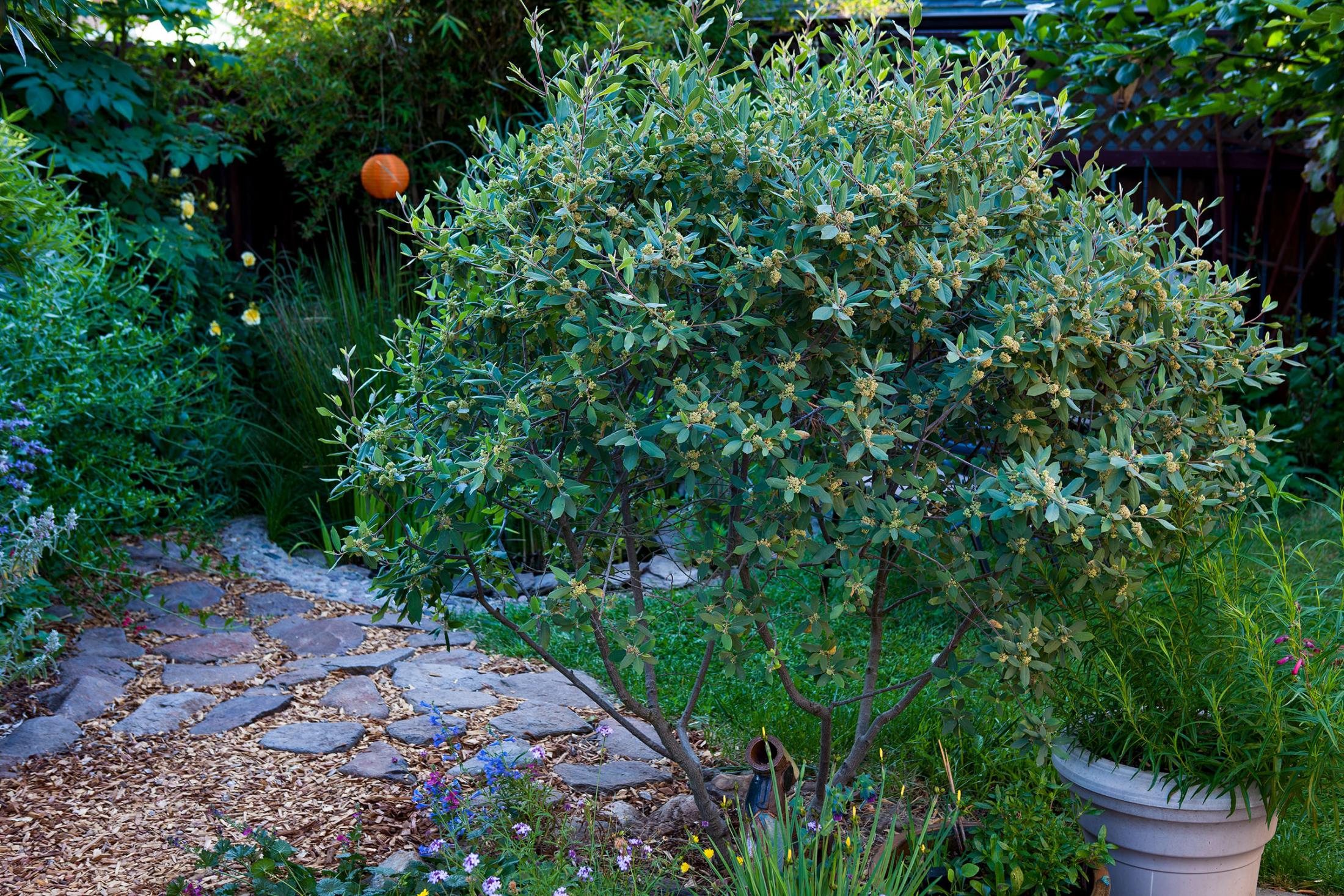 San Bruno Coffeeberry