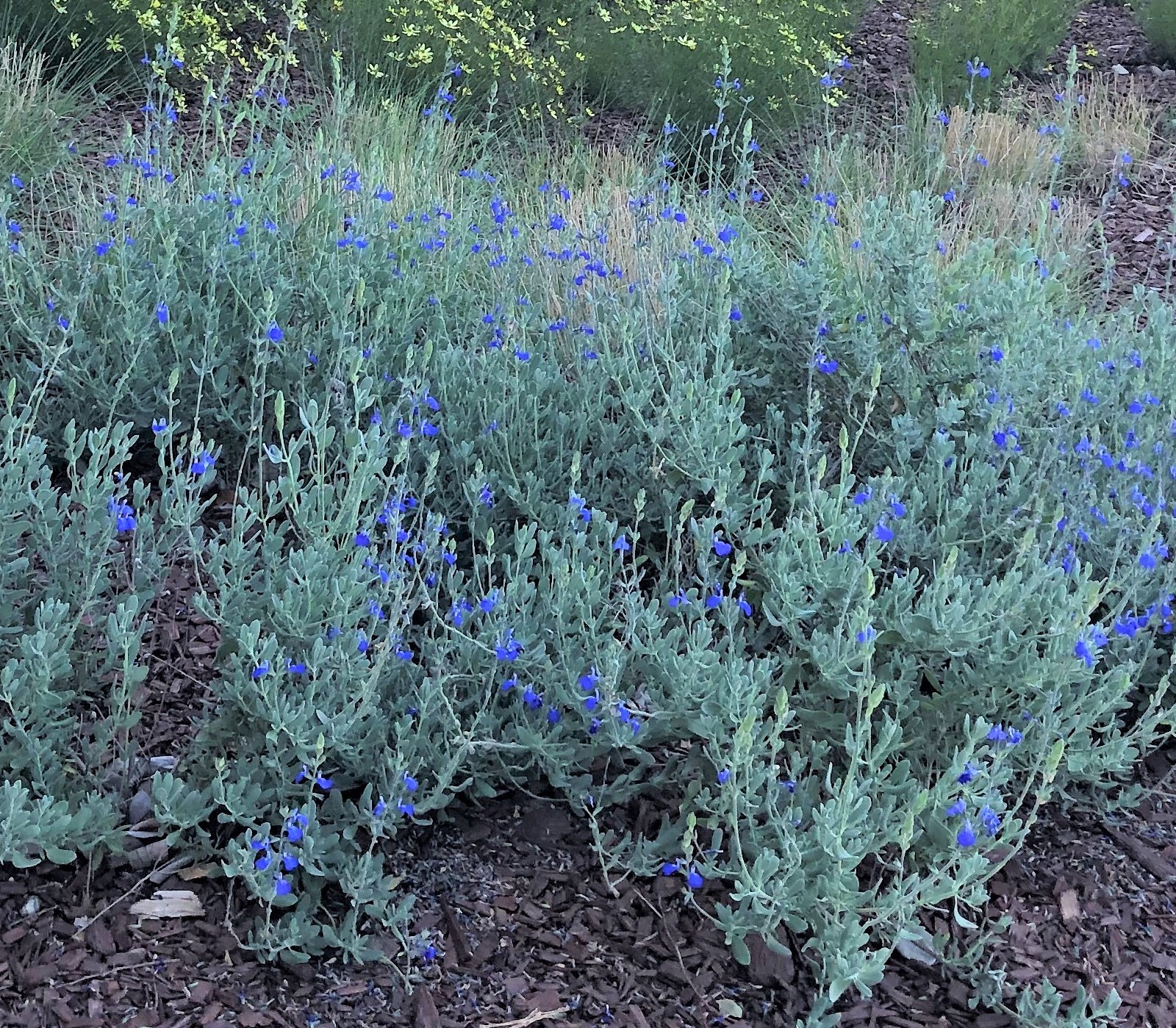 Salvia chamaedryoides