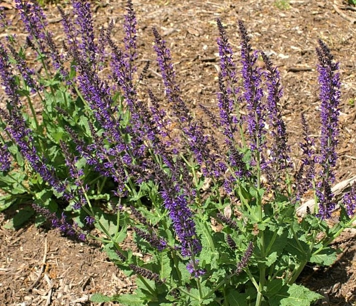 Salvia nemorosa ‘Haeumanarc’