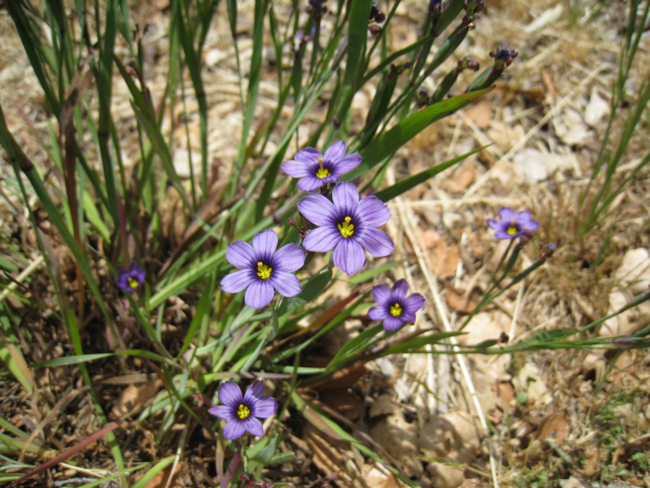 Purple-blue flowers of Blue-eyed grass against a background of green foliage