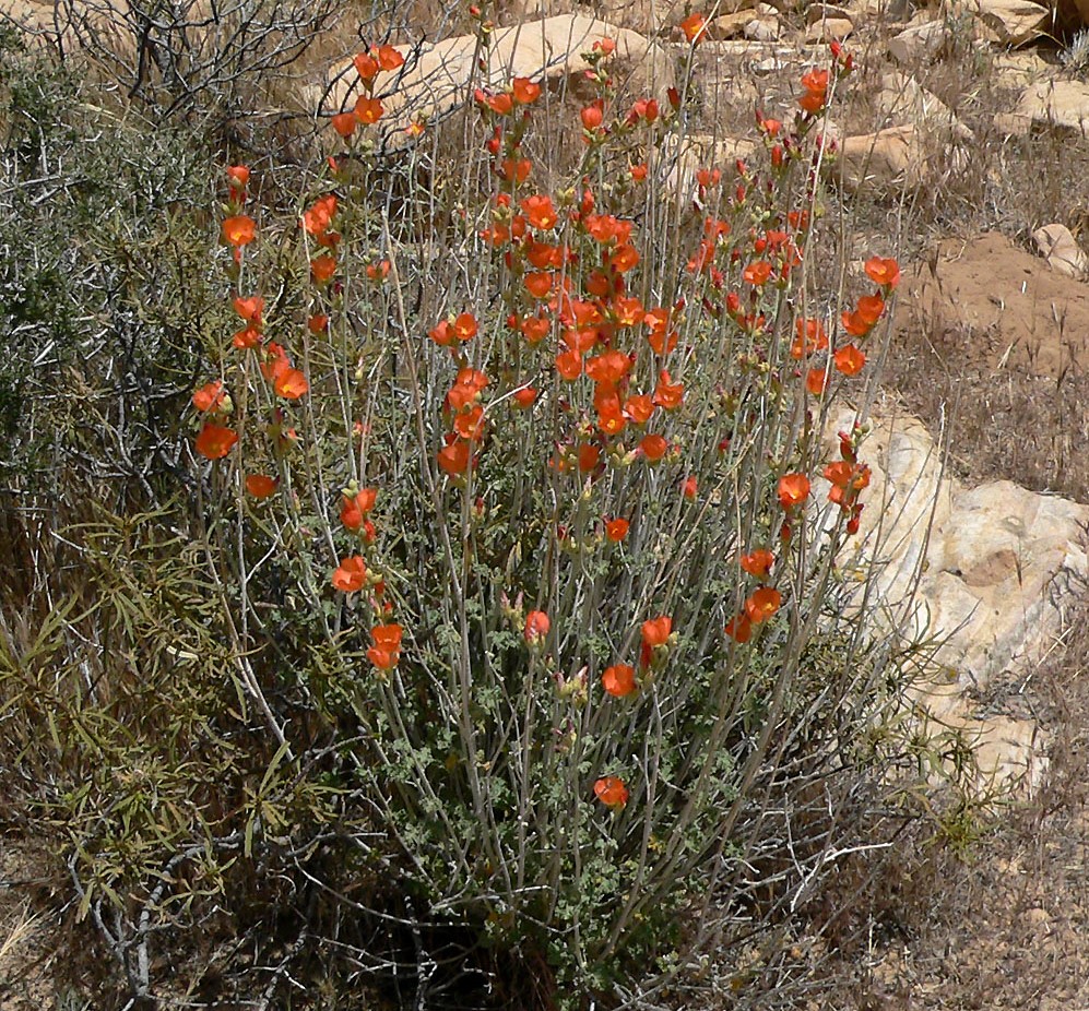 Desert Globe Mallow