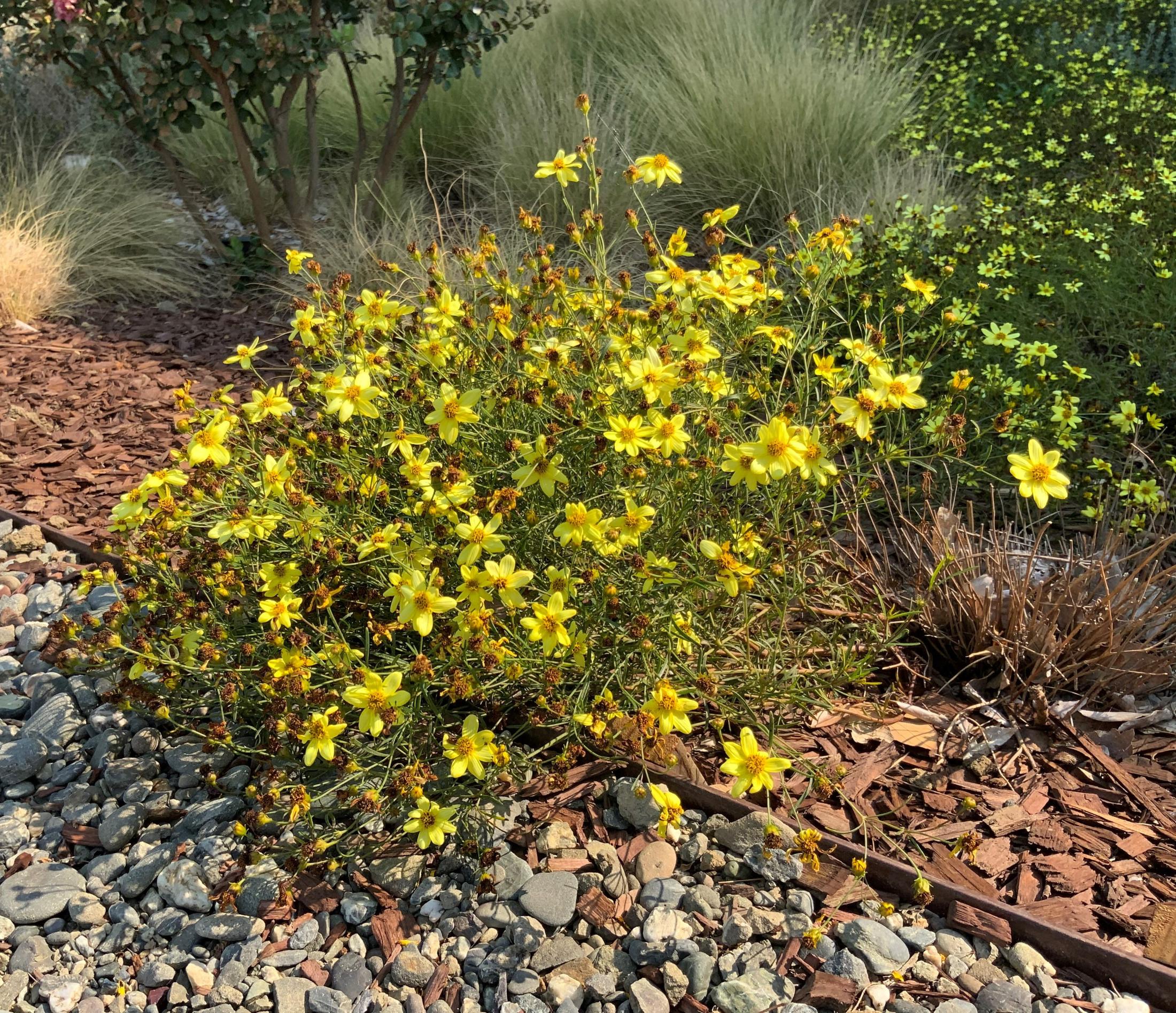 coreopsis SSI