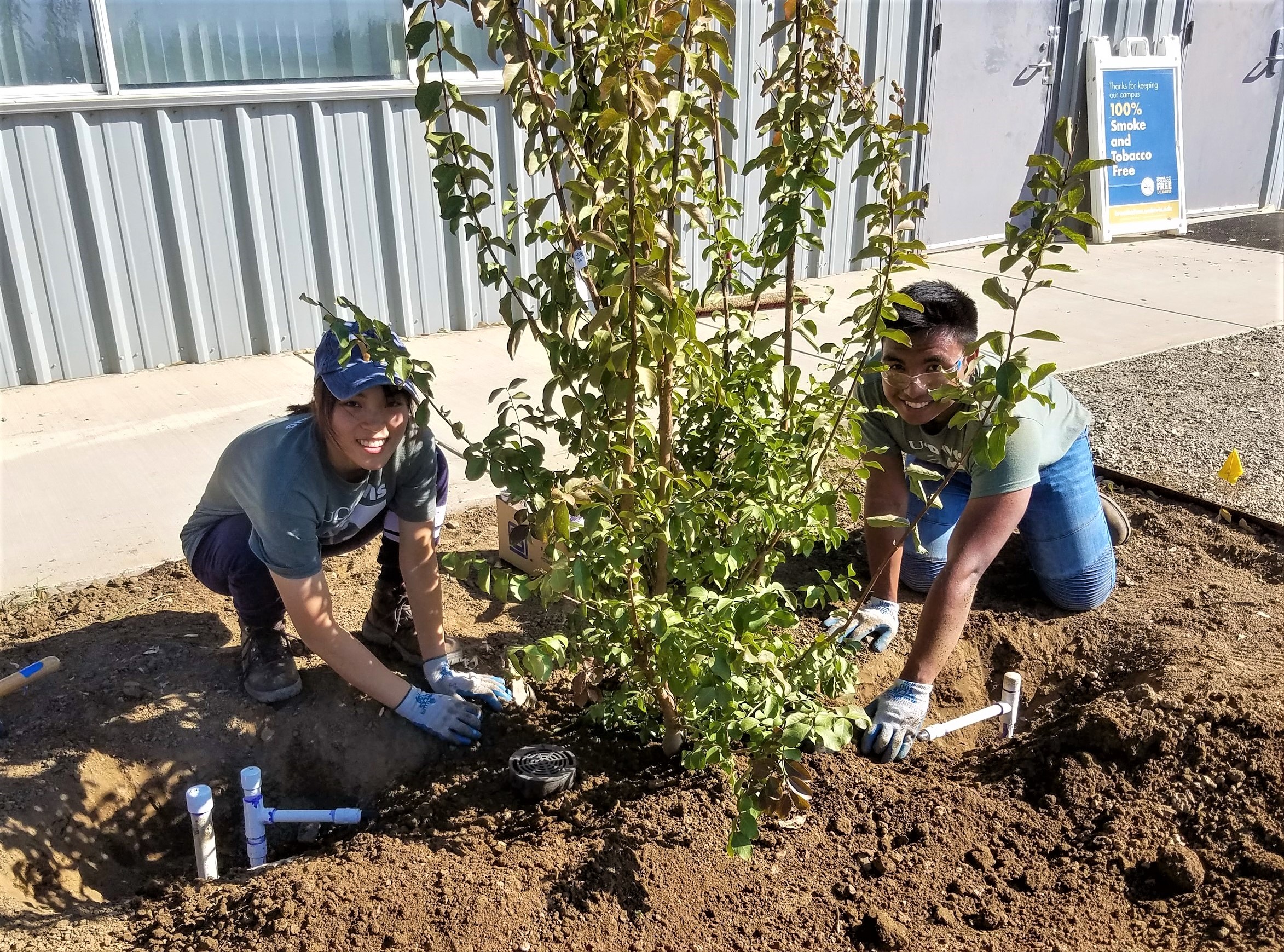 Two SmartScape students plant a Crepe Myrtle tree amidst novel Hunter tree bubbler irrigation technology
