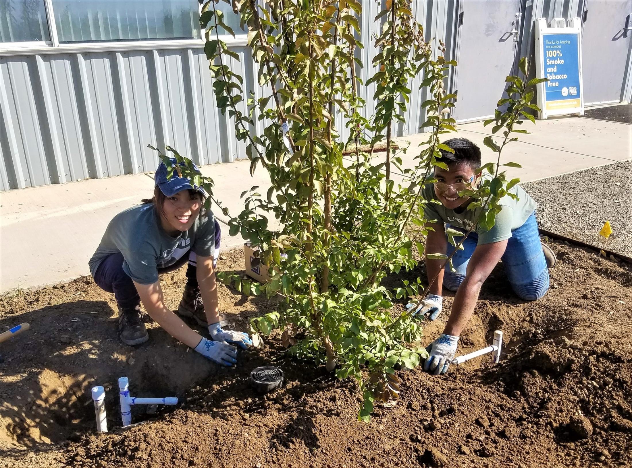 Two SmartScape students plant a Crepe Myrtle tree amidst novel Hunter tree bubbler irrigation technology