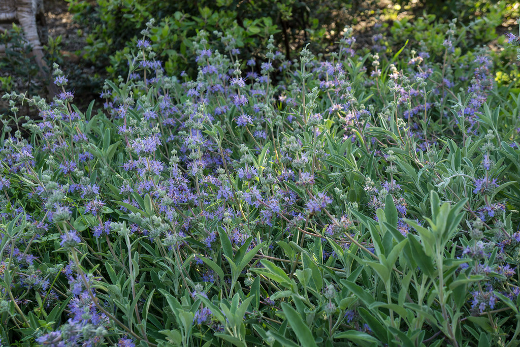 Bee's Bliss Sage